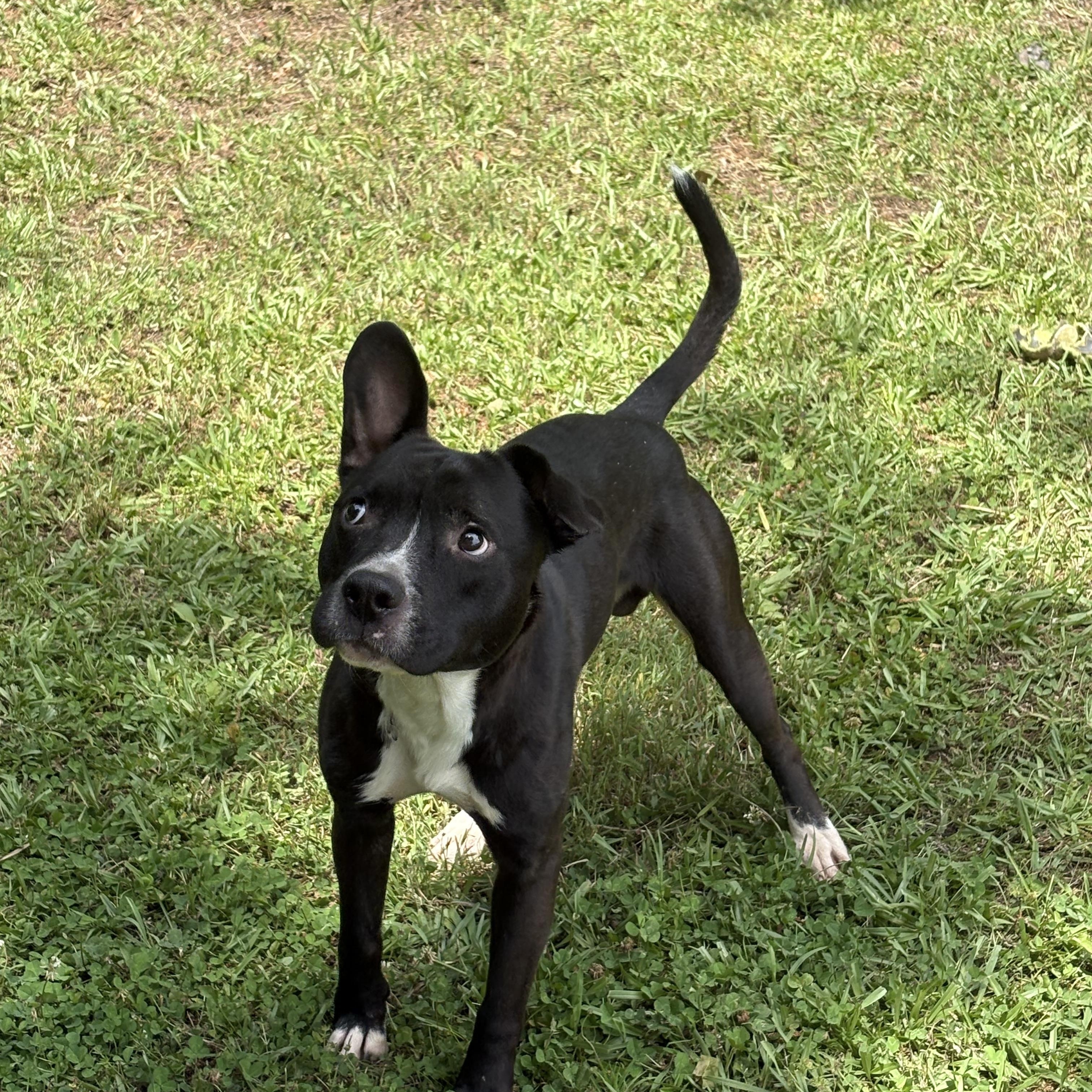 JACK, a ADOPTABLE Mixed Breed in Newborn, GA image 4/6