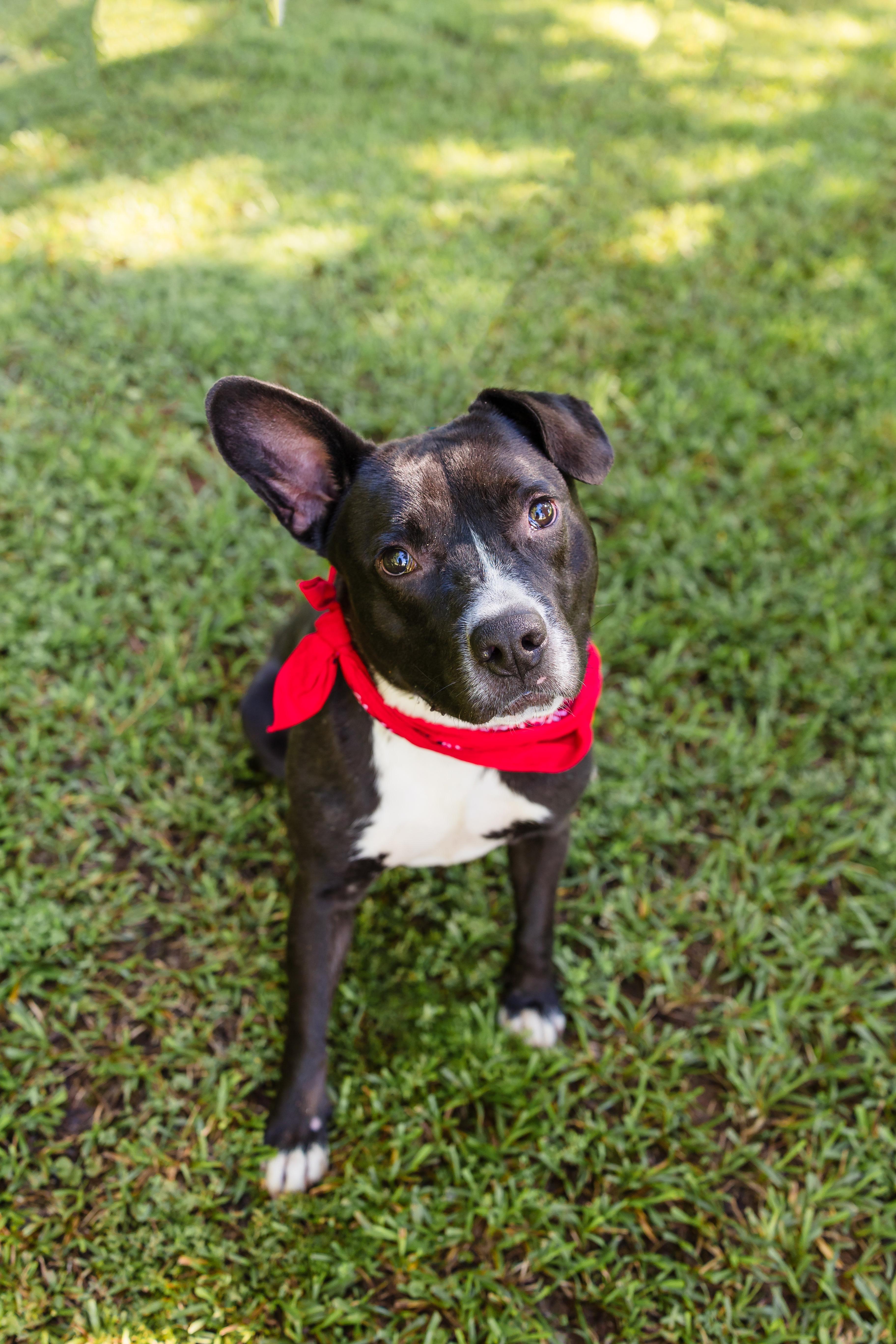 JACK, ADOPTABLE, Adult Male Mixed Breed.