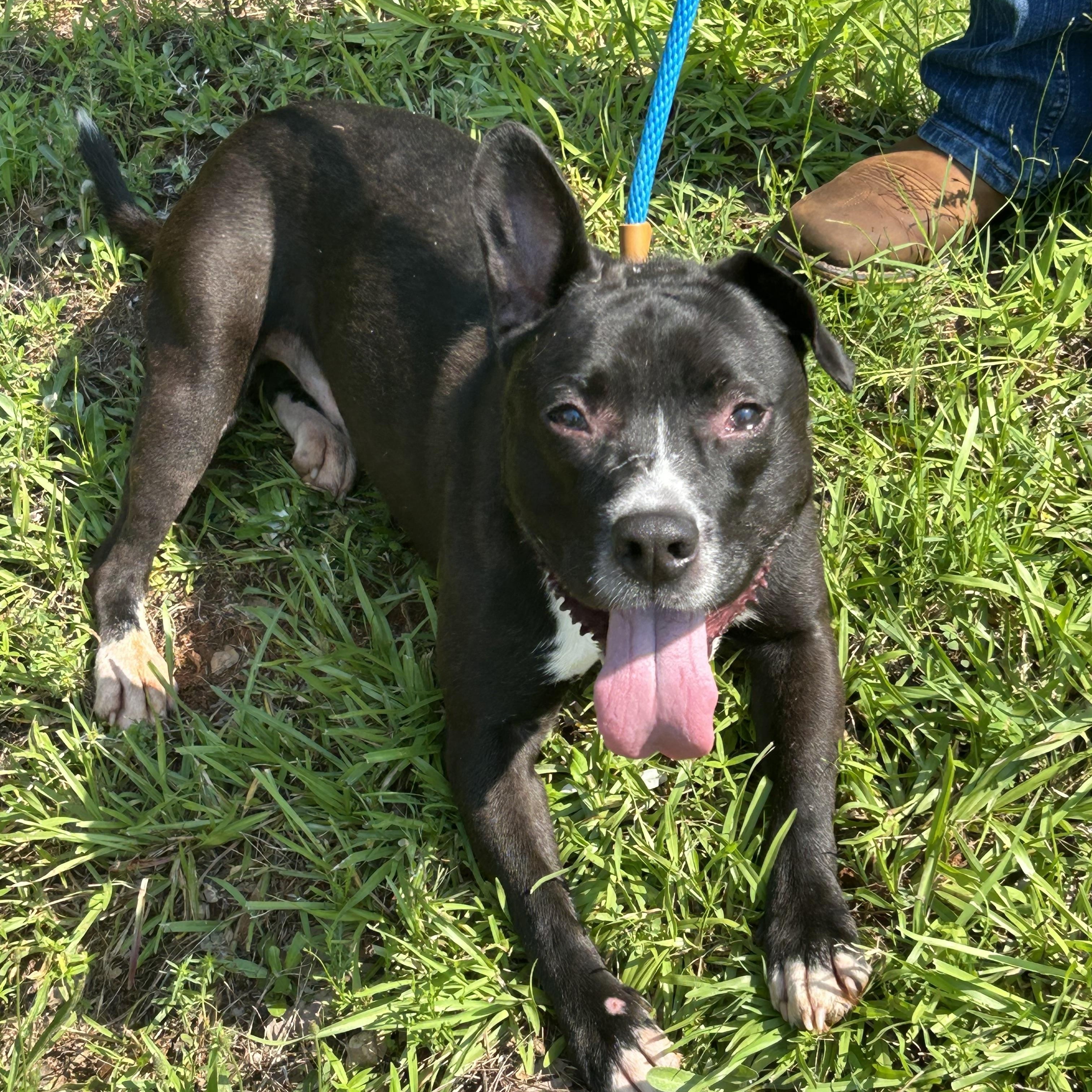 JACK, a ADOPTABLE Mixed Breed in Newborn, GA image 3/6