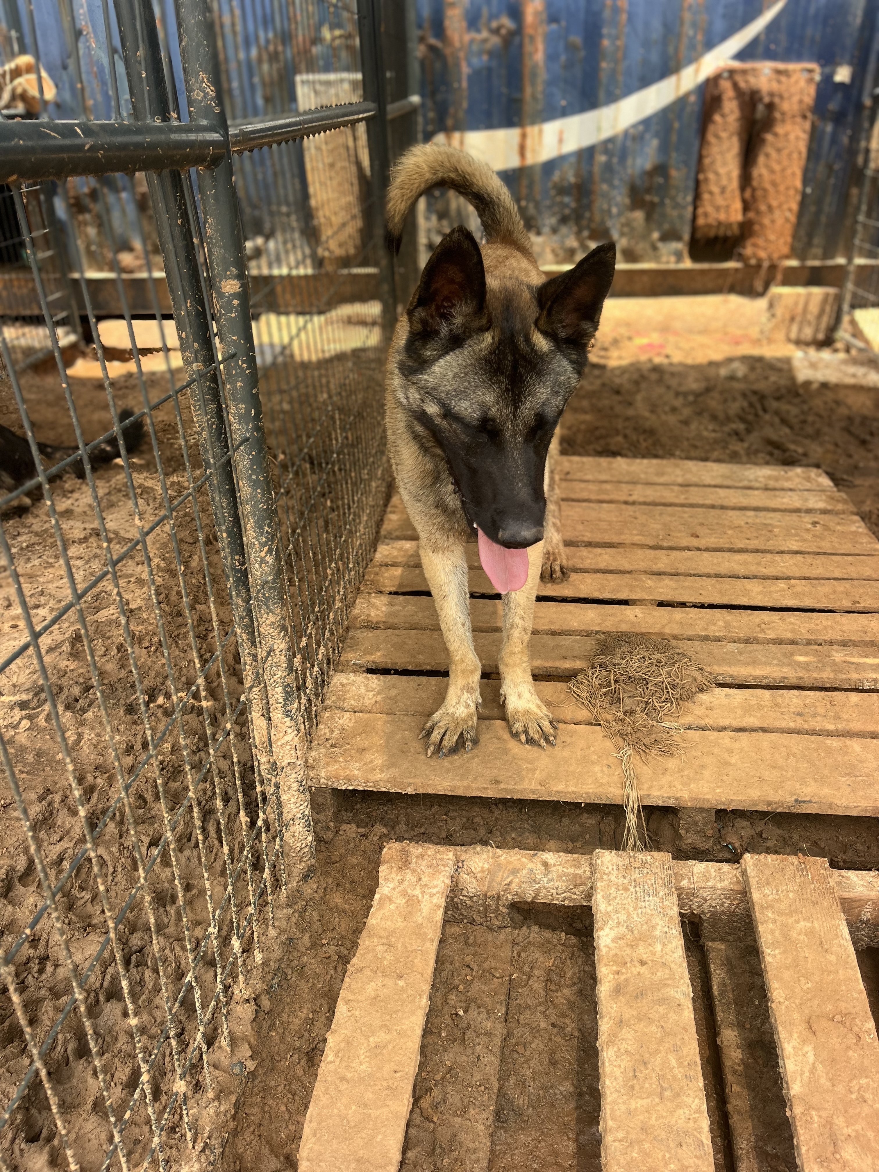Fire, Adoptable, Young Male Belgian Shepherd / Malinois.
