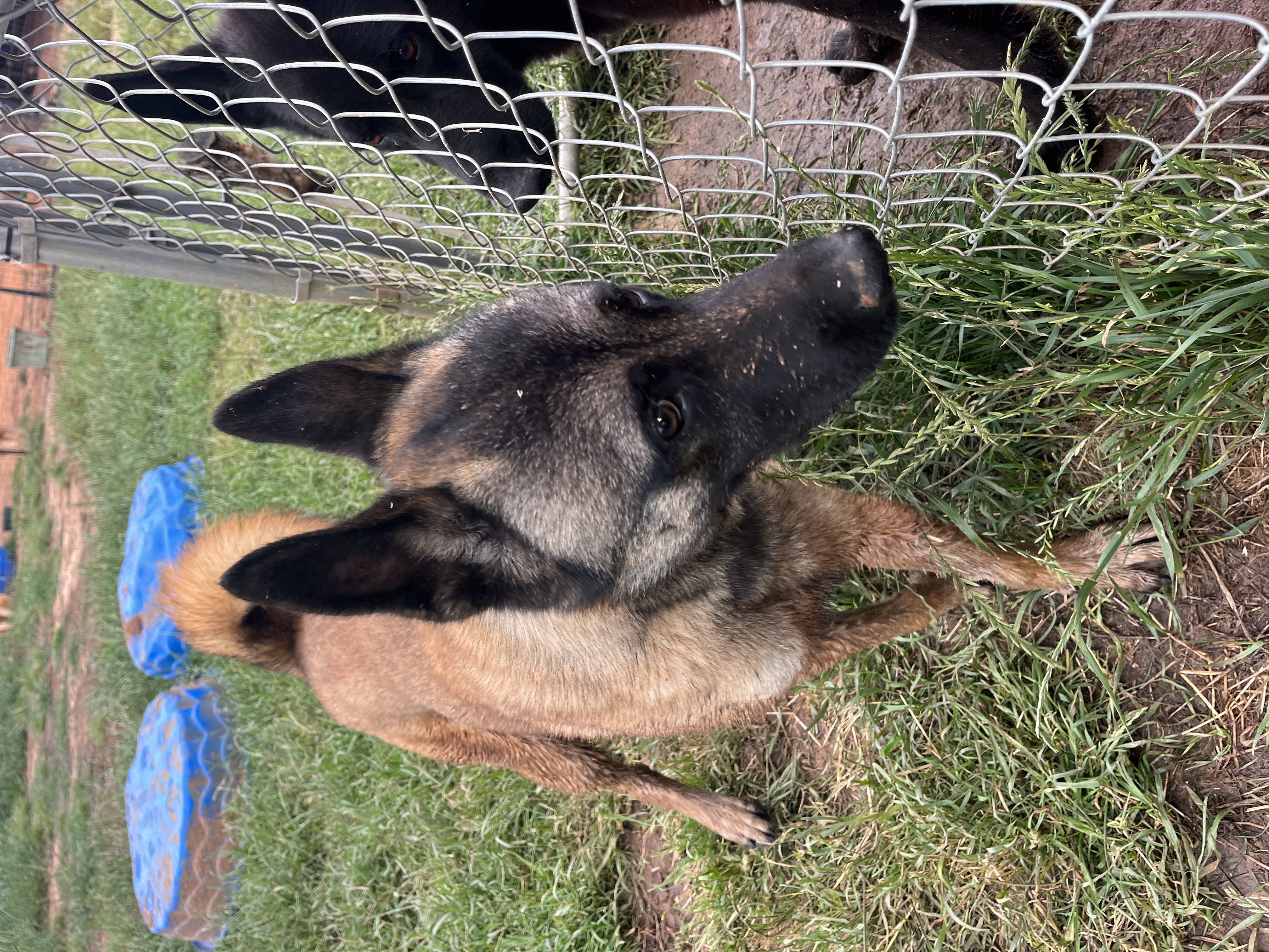 Fire, a Adoptable Belgian Shepherd / Malinois in Paradise, TX image 2/6