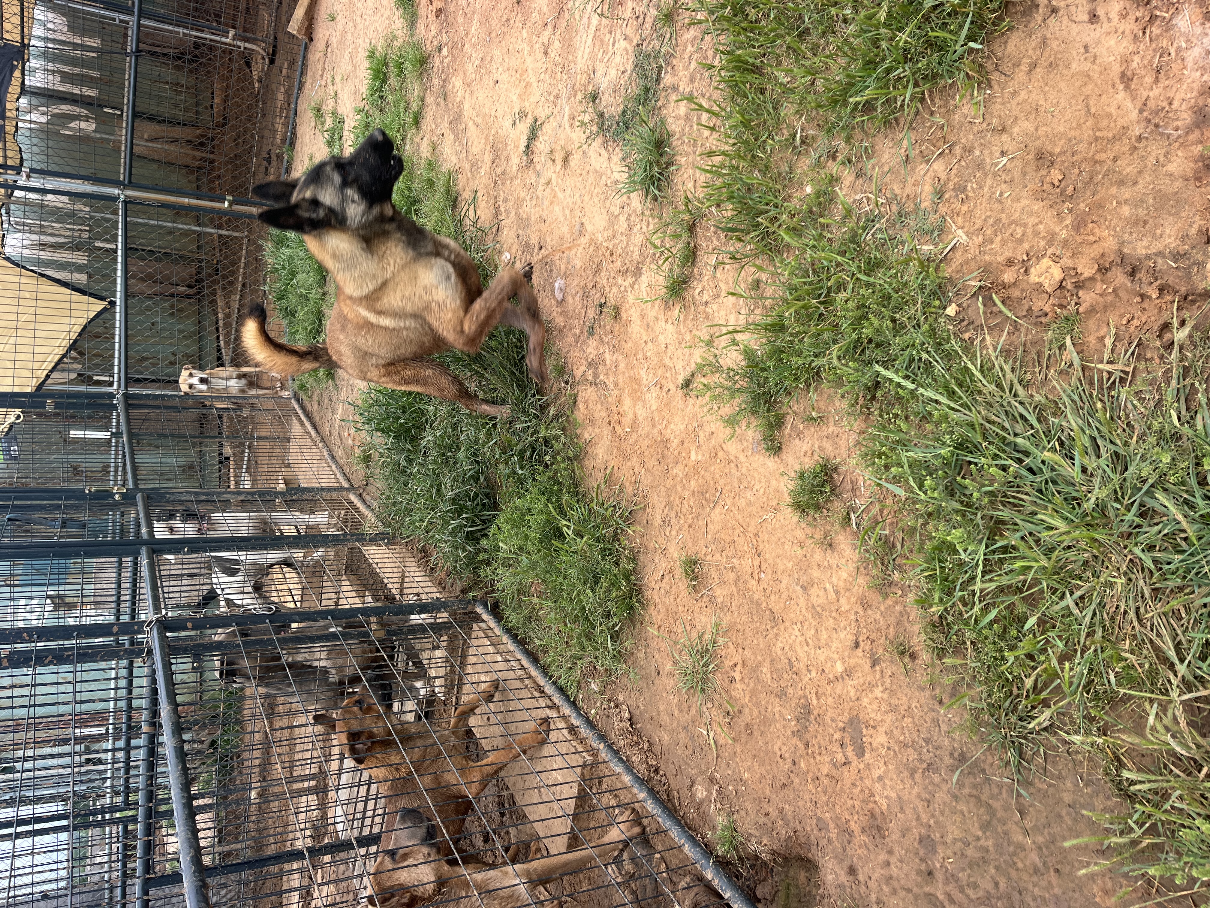 Fire, a Adoptable Belgian Shepherd / Malinois in Paradise, TX image 3/6