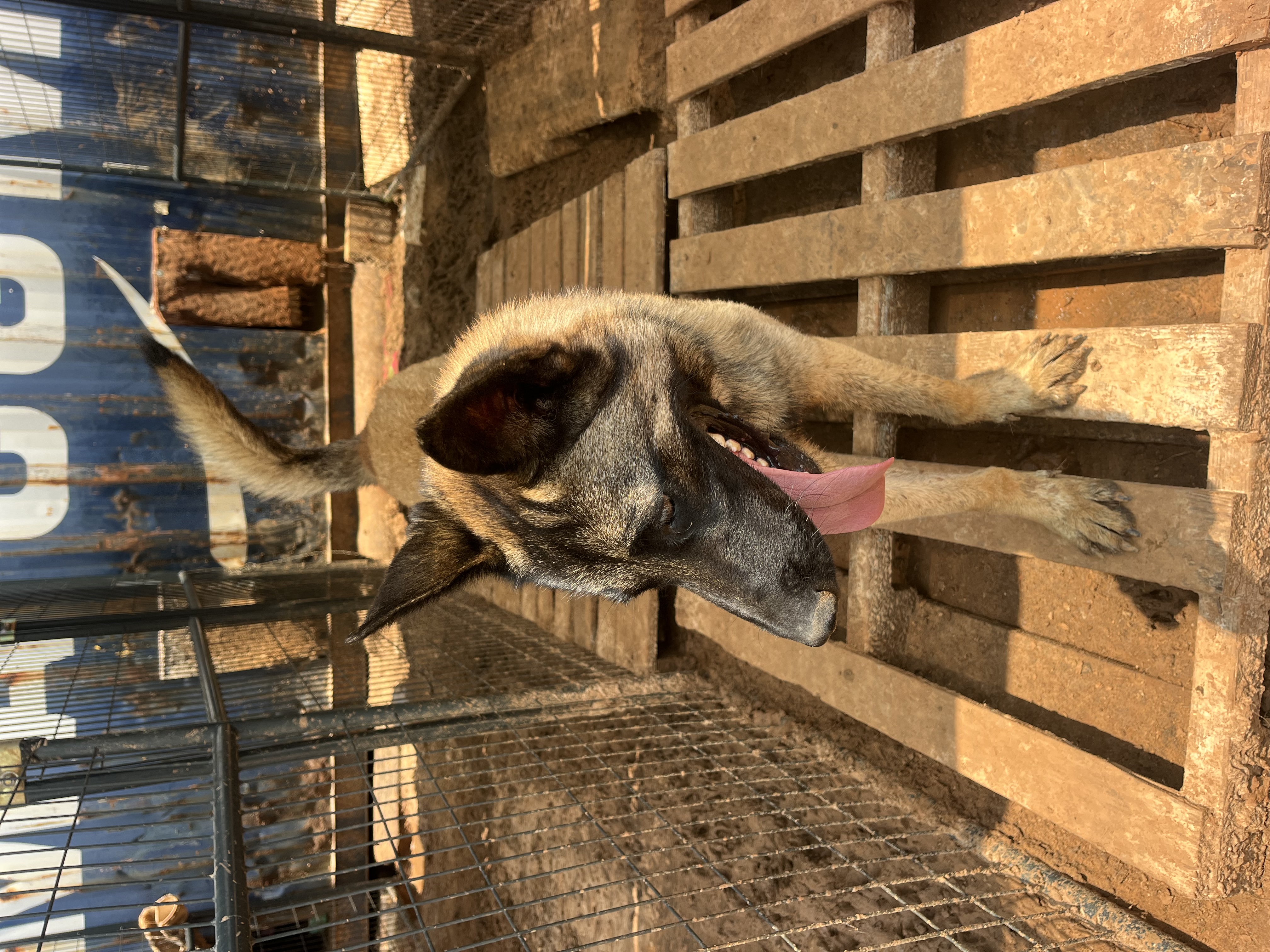 Fire, a Adoptable Belgian Shepherd / Malinois in Paradise, TX image 4/6