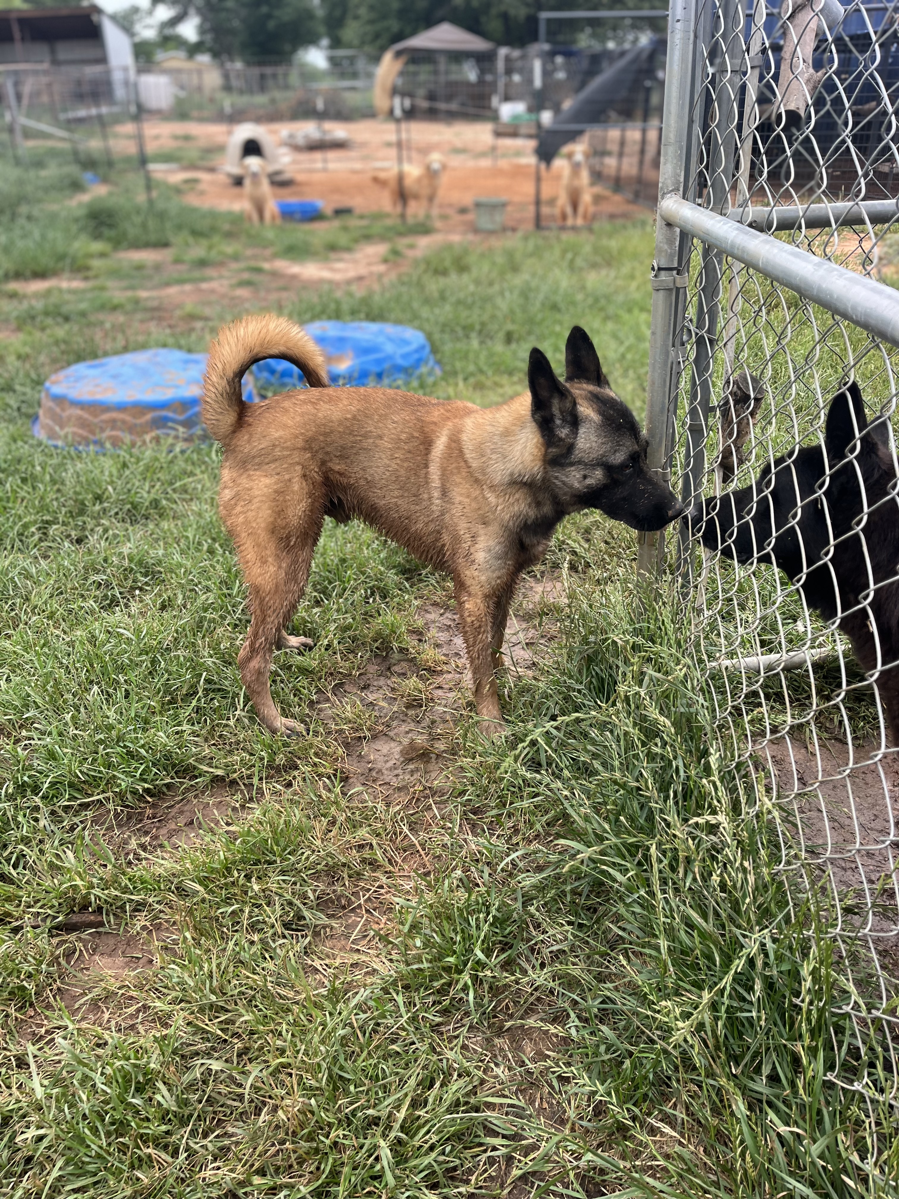 Fire, a Adoptable Belgian Shepherd / Malinois in Paradise, TX image 5/6