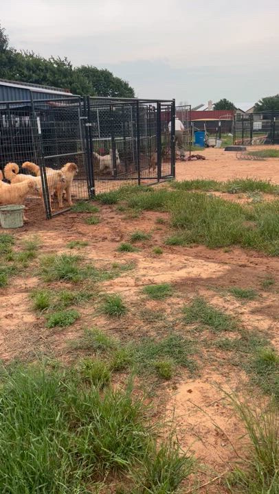 Enlarge Fire, a Adoptable Belgian Shepherd / Malinois in Paradise, TX video 6/6