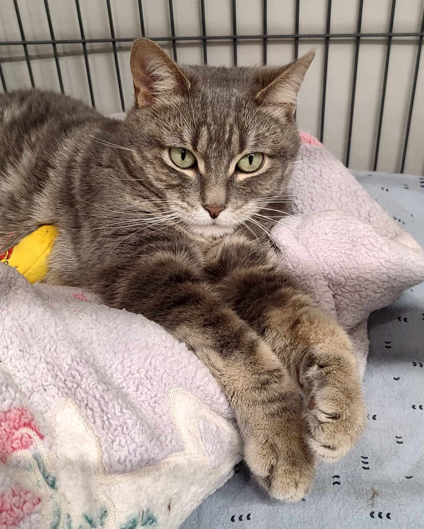 Joy - Should be only pet, Adoptable, Adult Female Domestic Short Hair.