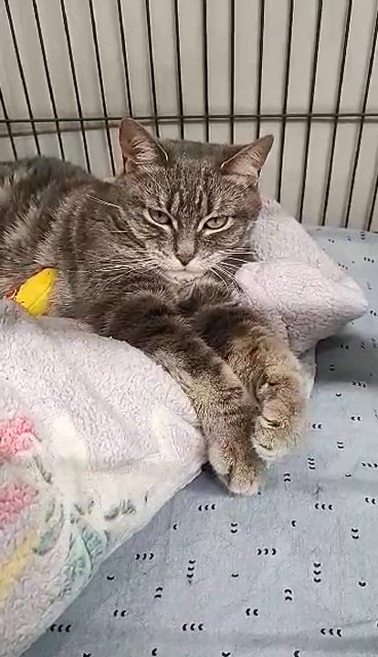 Enlarge Joy - Should be only pet, a Adoptable Domestic Short Hair in Kankakee, IL video 2/2