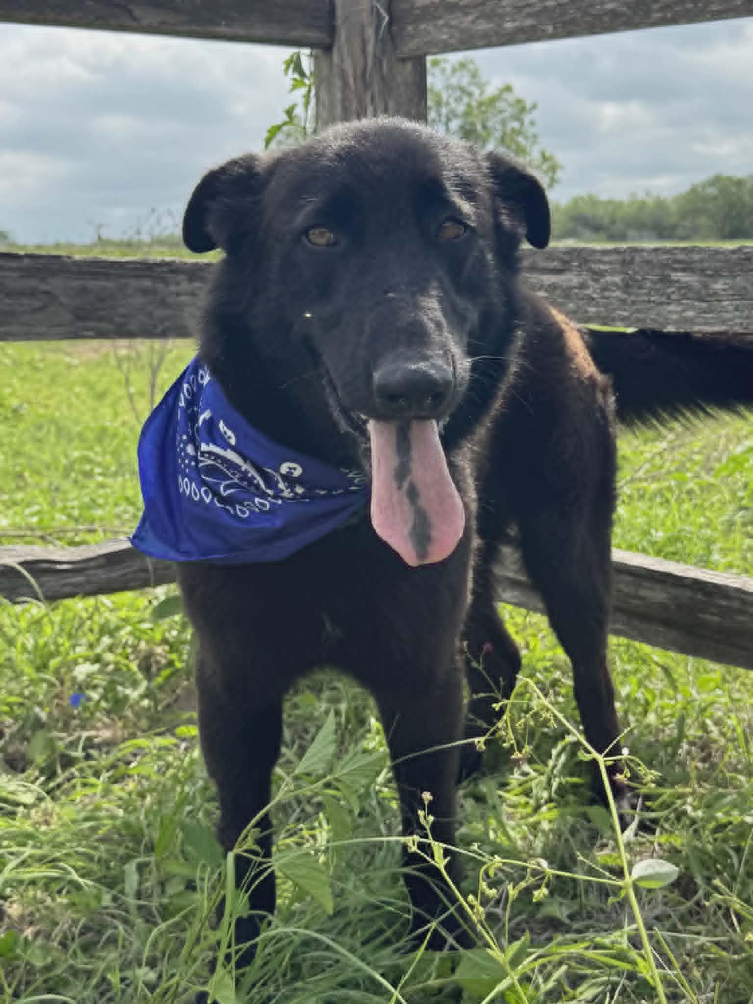 Bear, ADOPTABLE, Young Male Black Labrador Retriever & German Shepherd Dog.