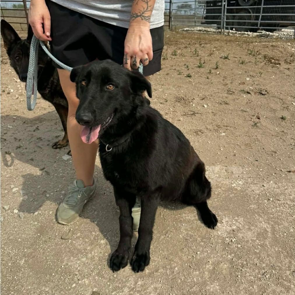 Bear, ADOPTABLE, Young Male Black Labrador Retriever & German Shepherd Dog.