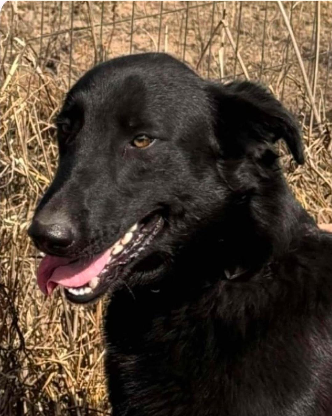 Enlarge Bear, a ADOPTABLE mixed breed in Paramus, NJ image 4/6