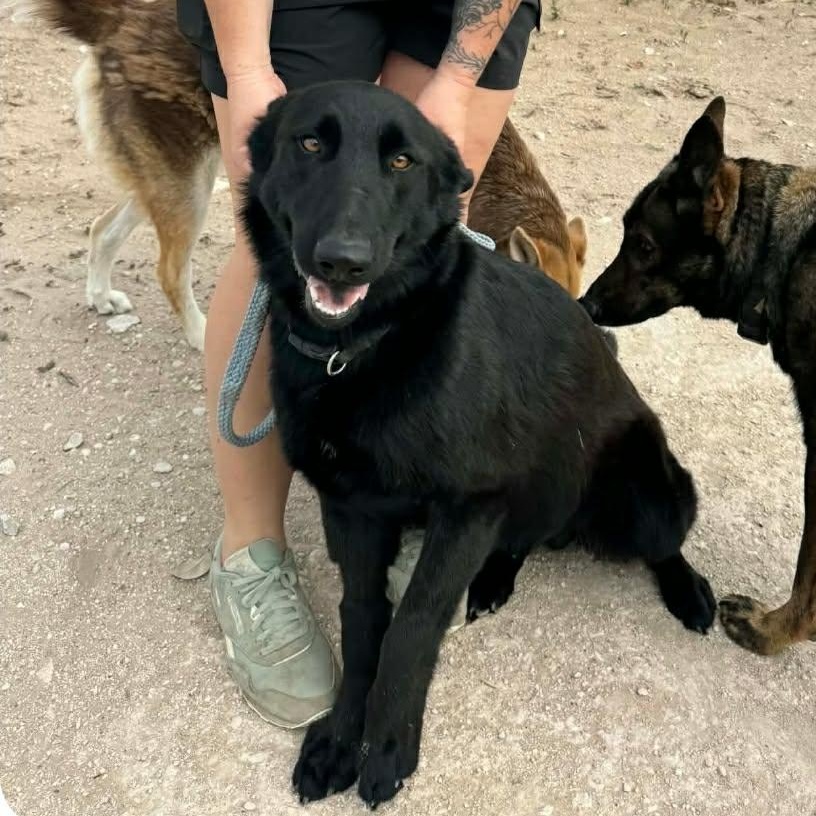 Enlarge Bear, a ADOPTABLE mixed breed in Paramus, NJ image 2/6