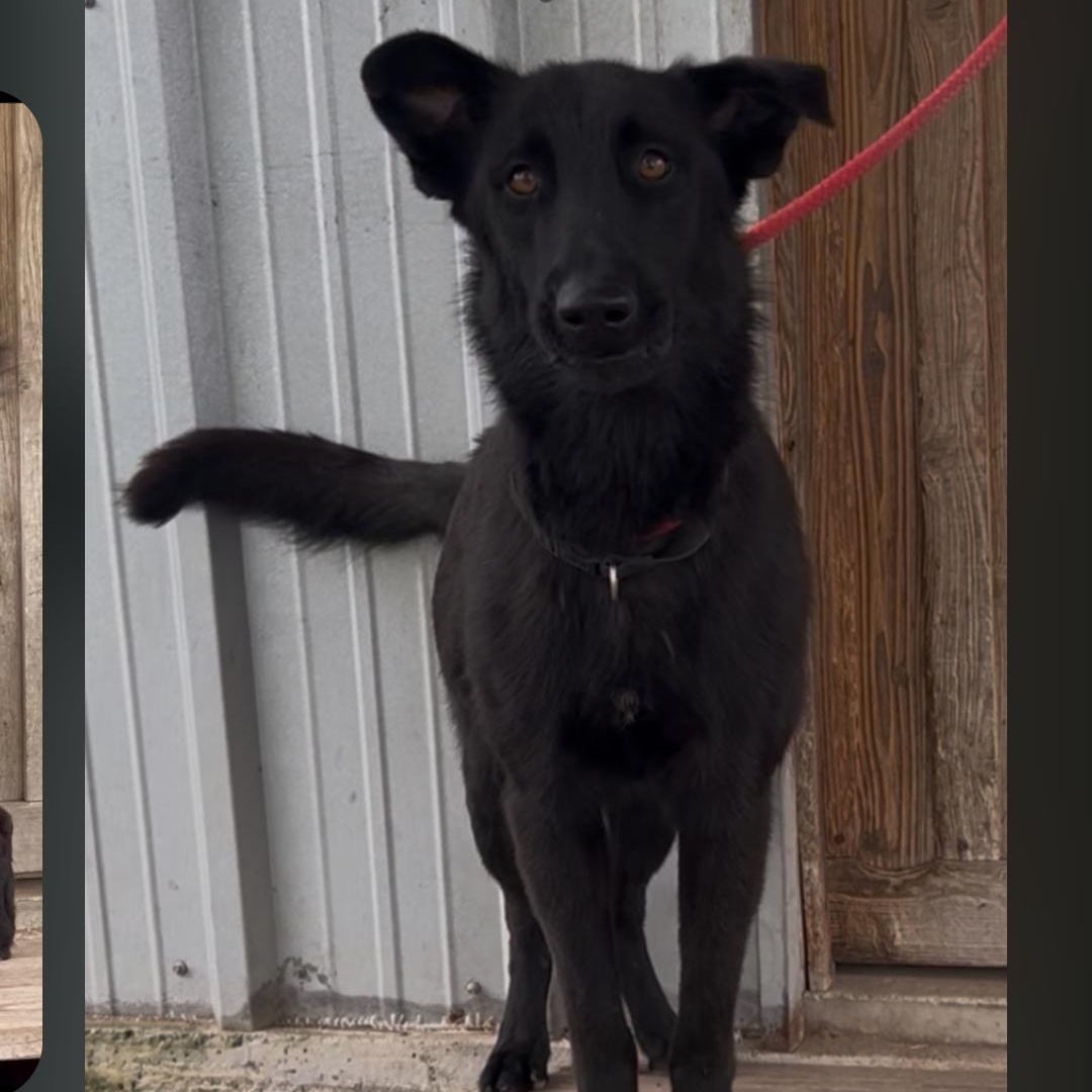 Enlarge Bear, a Adopted mixed breed in Paramus, NJ image 2/6