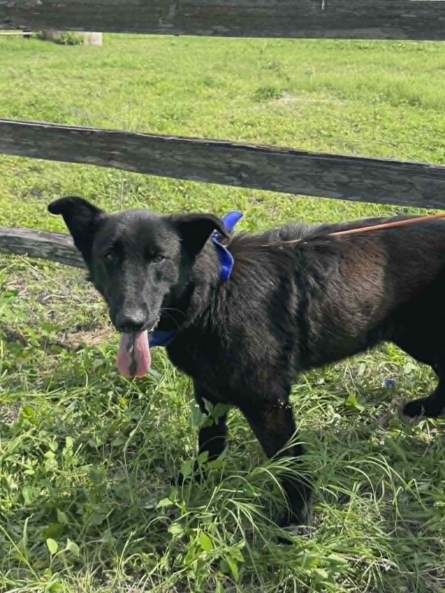 Enlarge Bear, a ADOPTABLE mixed breed in Paramus, NJ image 4/6