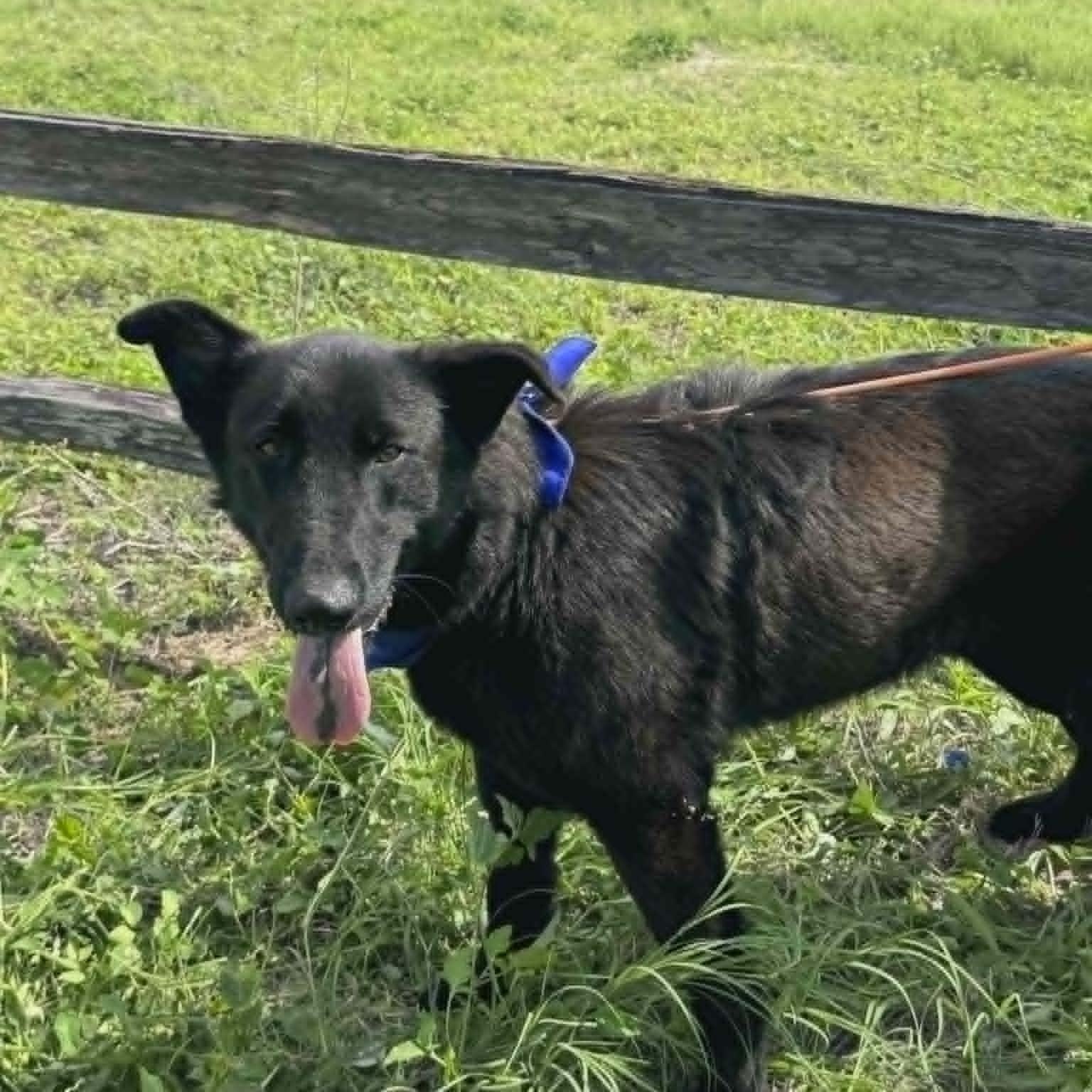 Enlarge Bear, a Adopted mixed breed in Paramus, NJ image 5/6