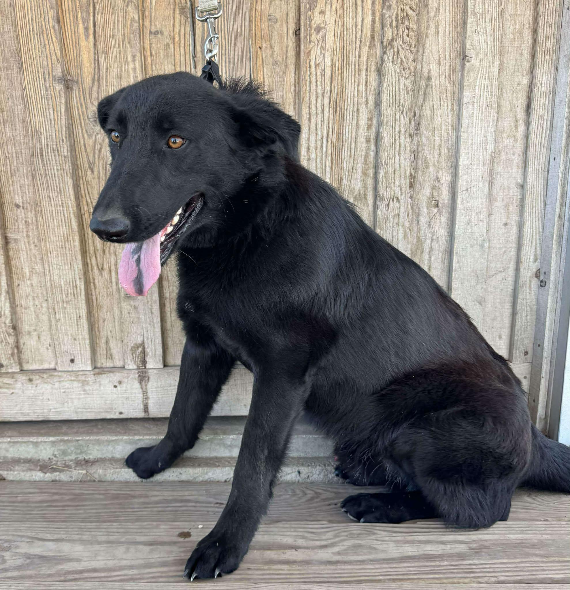 Bear, ADOPTABLE, Young Male Black Labrador Retriever & German Shepherd Dog.