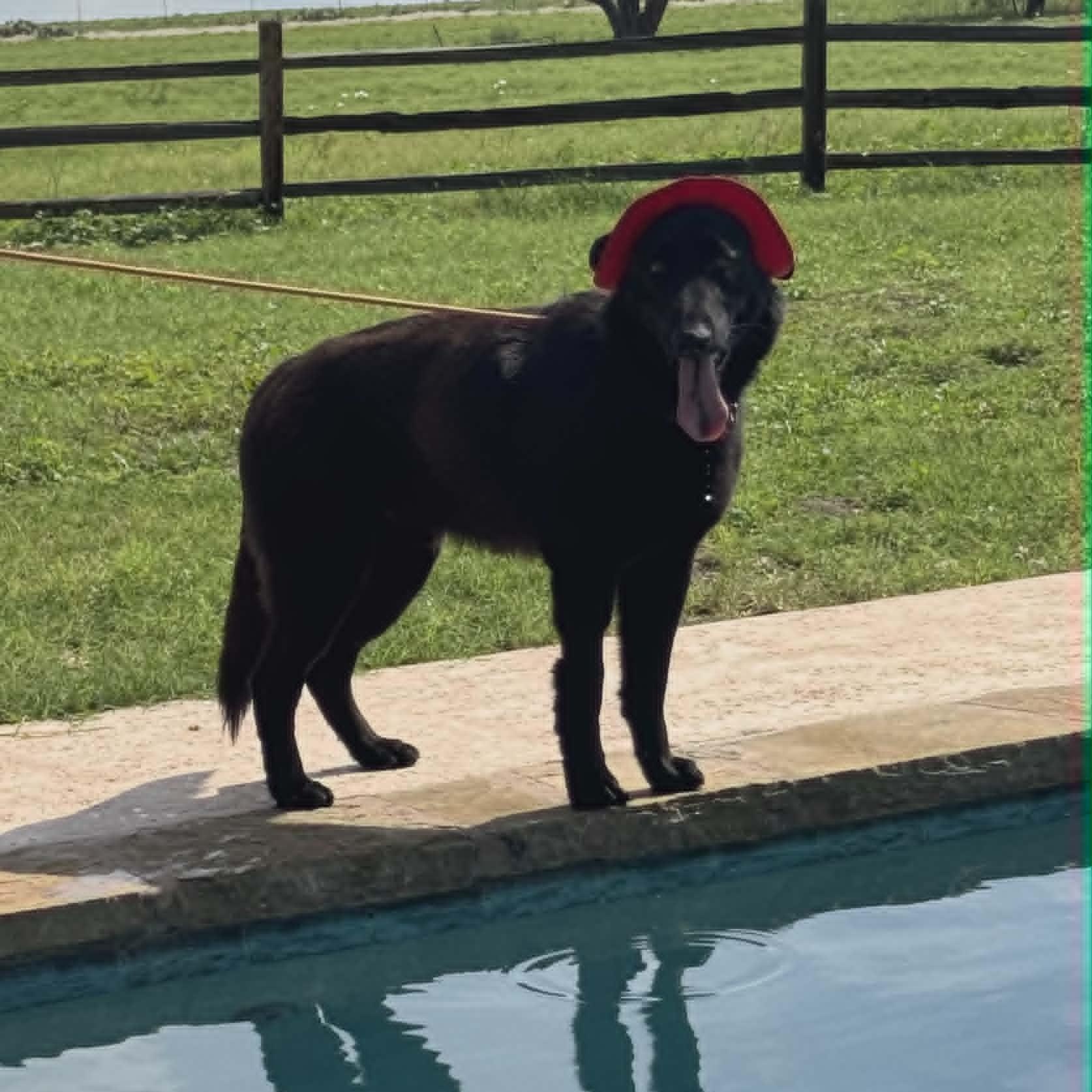 Bear, Adopted, Young Male Black Labrador Retriever & German Shepherd Dog.