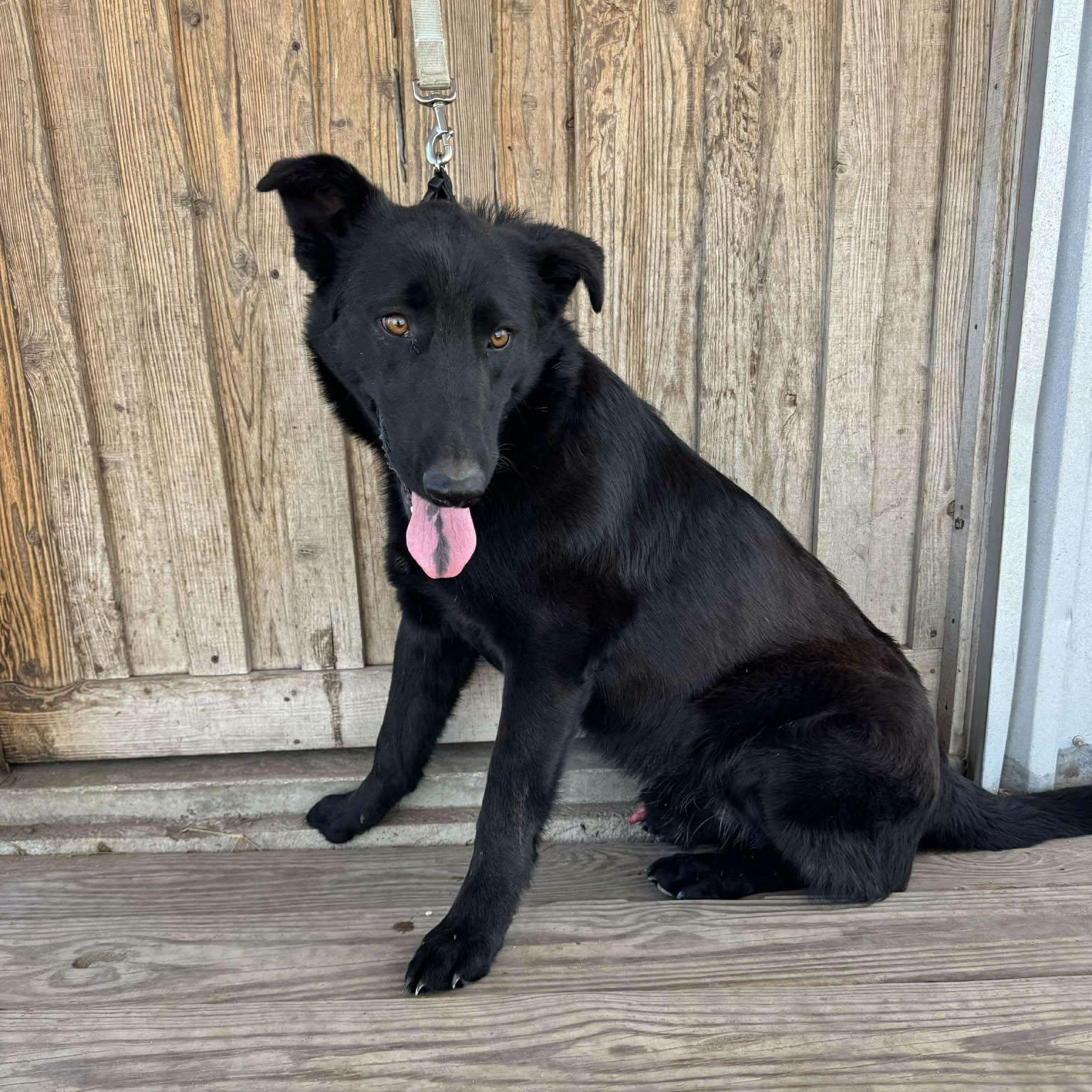 Enlarge Bear, a ADOPTABLE mixed breed in Paramus, NJ image 5/6