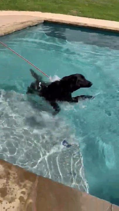 Enlarge Bear, a ADOPTABLE mixed breed in Paramus, NJ video 3/6