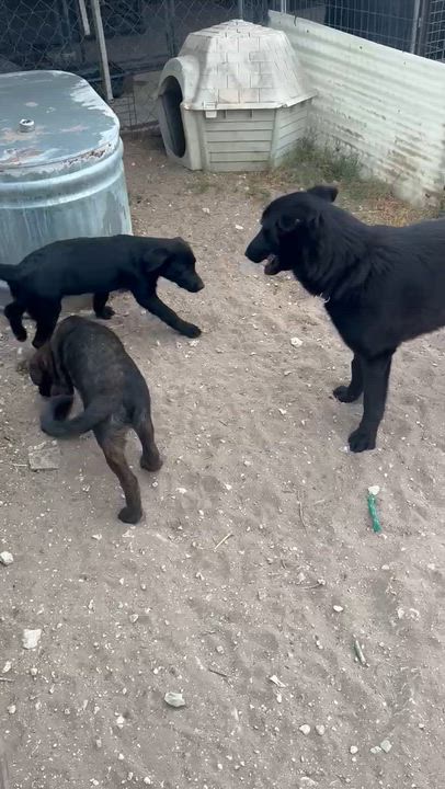 Enlarge Bear, a ADOPTABLE mixed breed in Paramus, NJ video 6/6