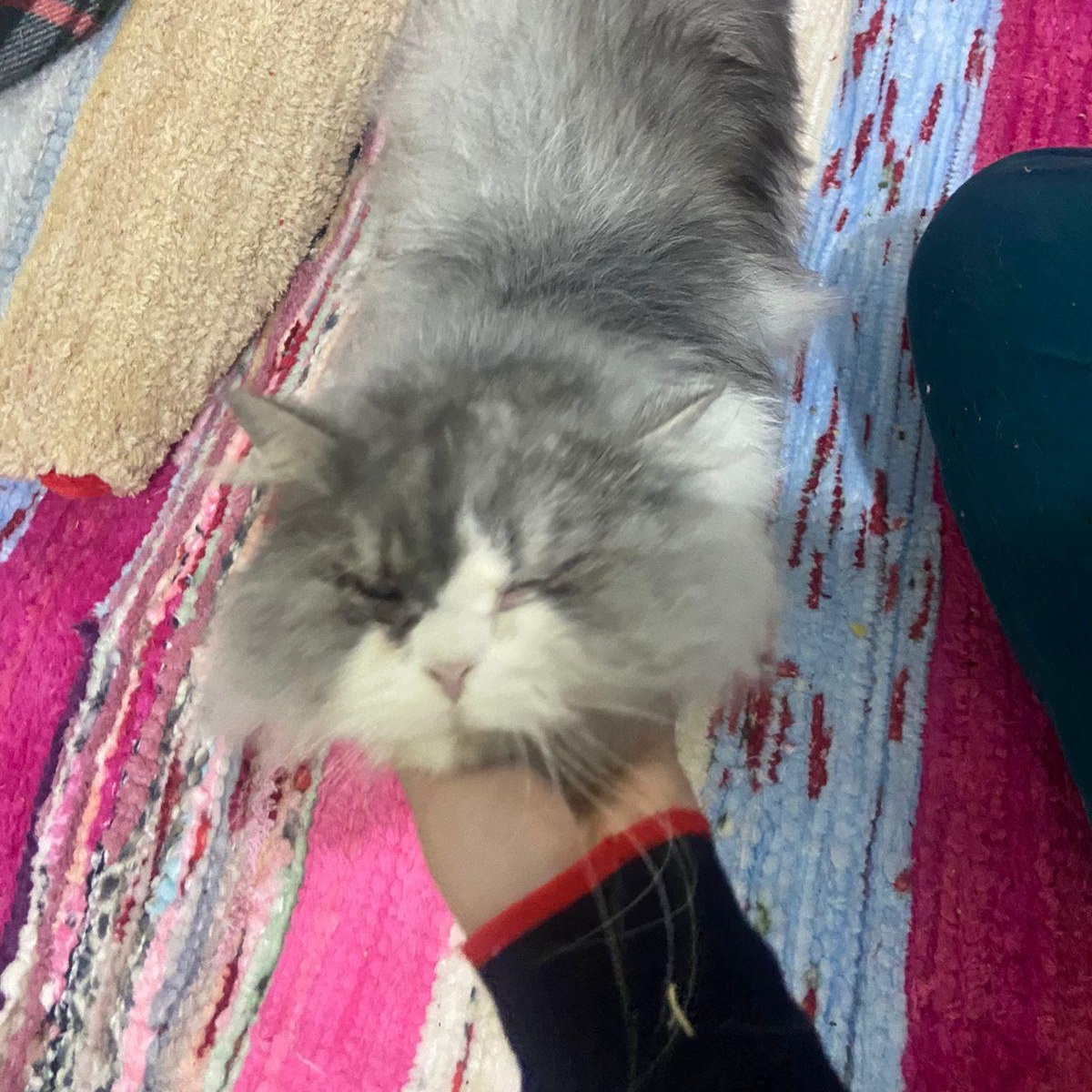 Enlarge ANDI, a Adopted Persian in Mahwah, NJ image 4/4