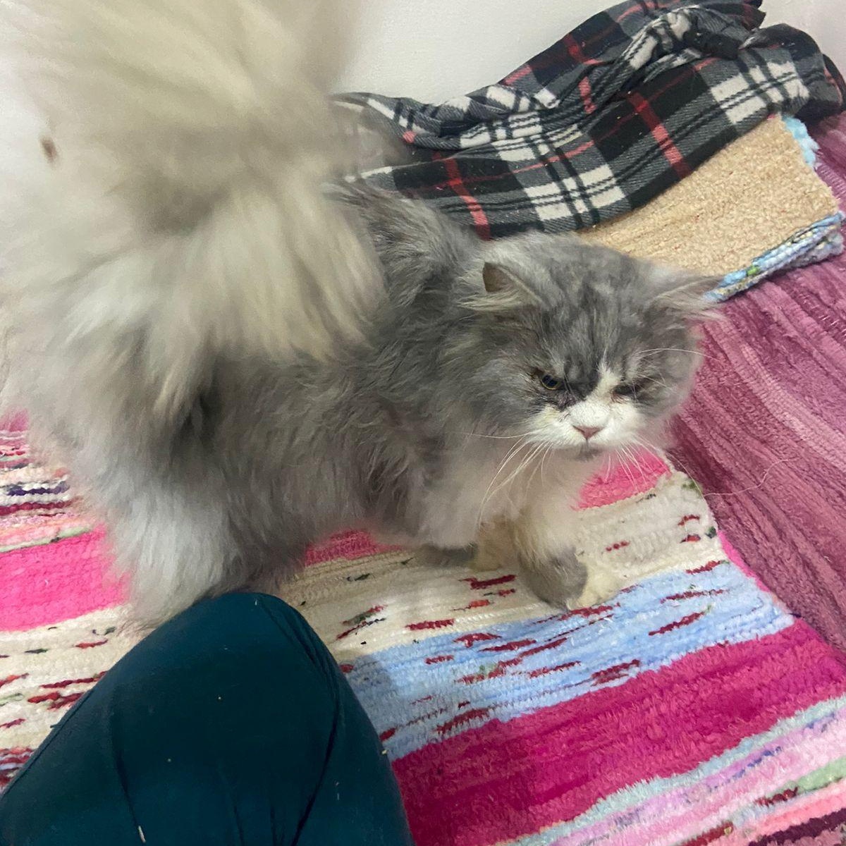 Enlarge ANDI, a Adopted Persian in Mahwah, NJ image 3/4