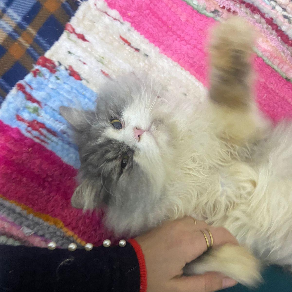 ANDI, Adopted, Adult Male Persian.