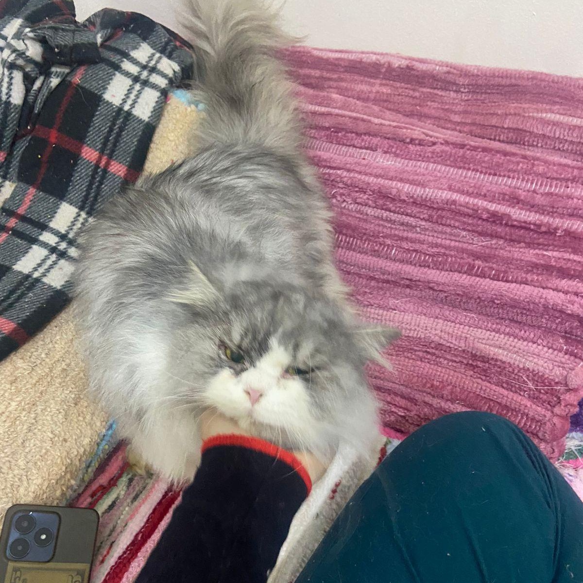 Enlarge ANDI, a Adopted Persian in Mahwah, NJ image 2/4