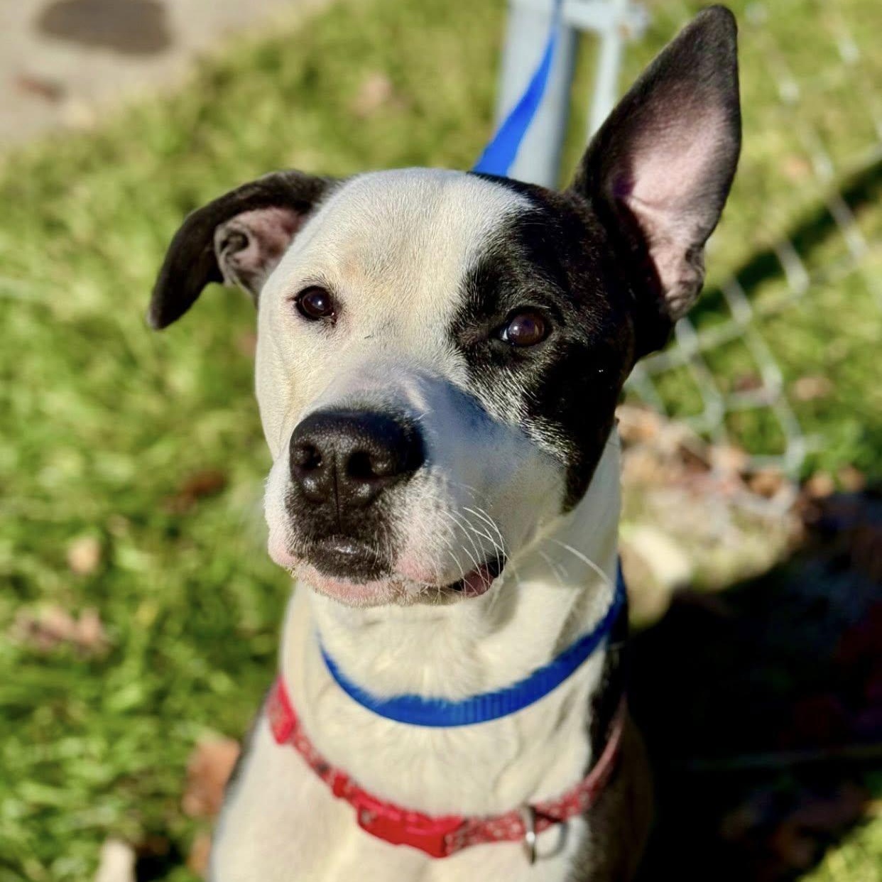 Bones, Adoptable, Adult Male Pit Bull Terrier.