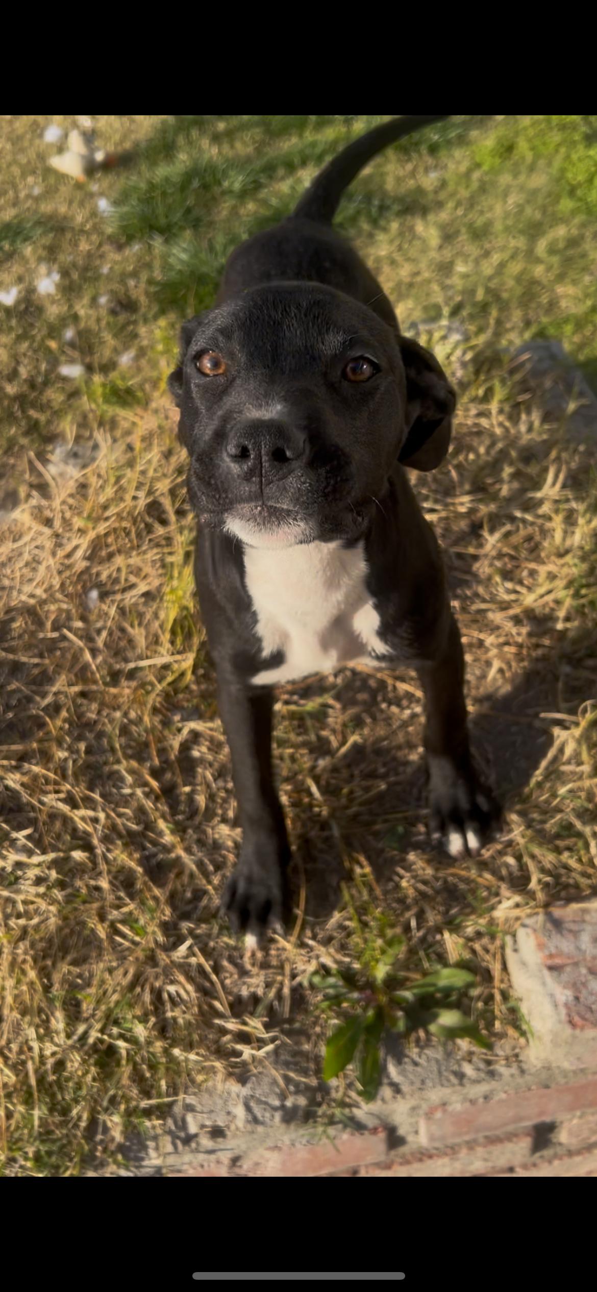 Enlarge Juliette, a Adoptable mixed breed in Lodi, CA image 5/5