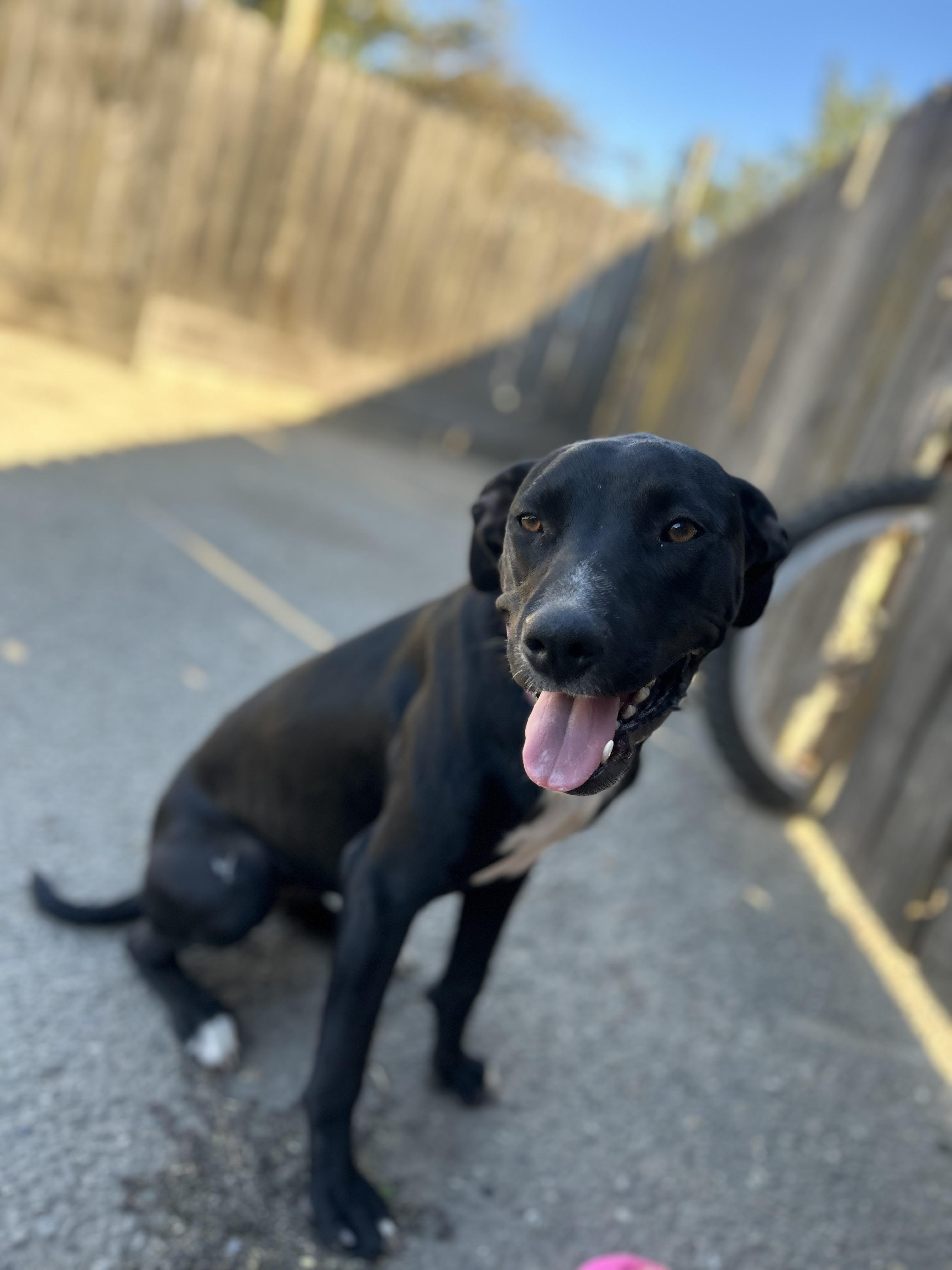 Enlarge Juliette, a Adoptable mixed breed in Lodi, CA image 4/5