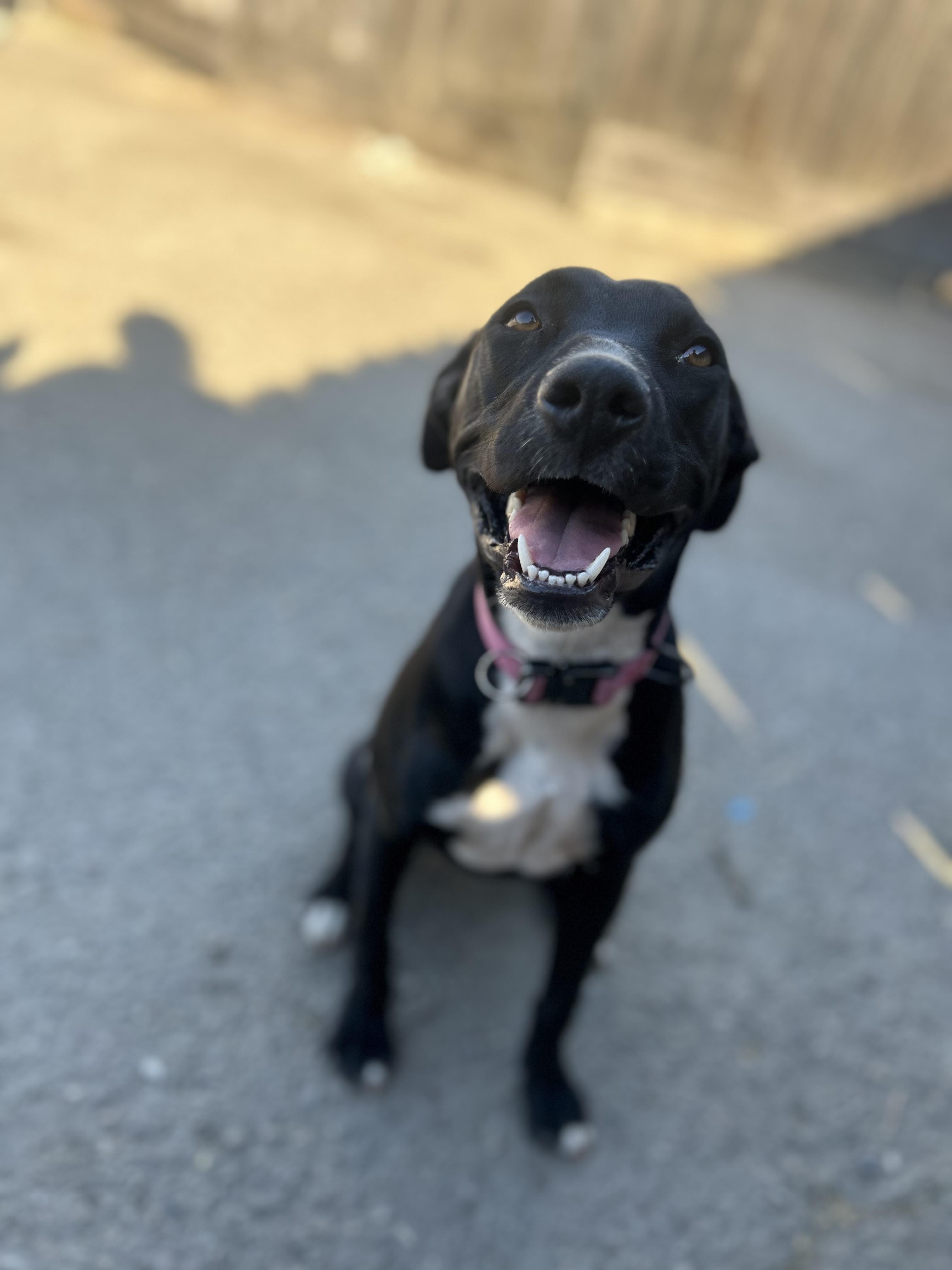 Enlarge Juliette, a Adoptable mixed breed in Lodi, CA image 3/5