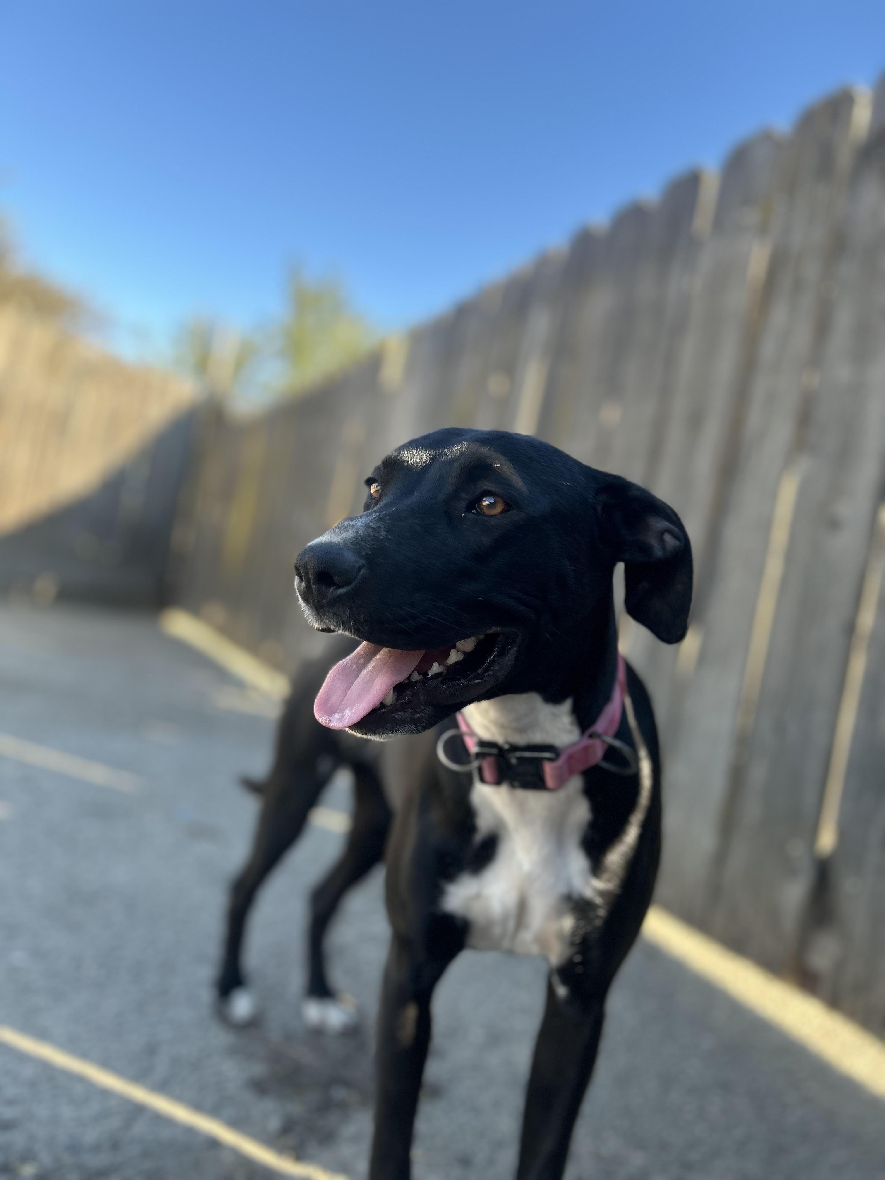 Enlarge Juliette, a Adoptable mixed breed in Lodi, CA image 2/5