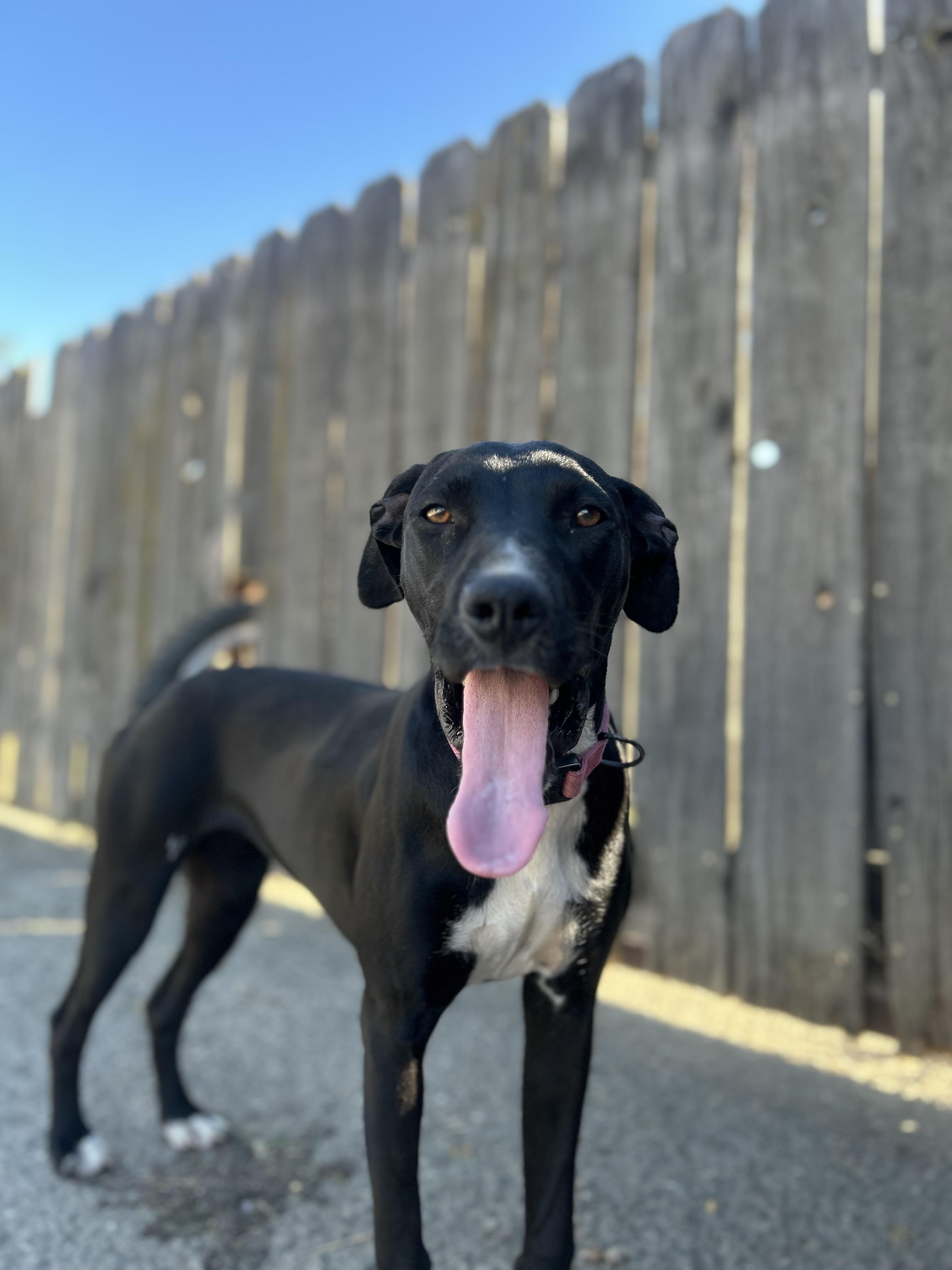 Enlarge Juliette, a Adoptable mixed breed in Lodi, CA image 1/5