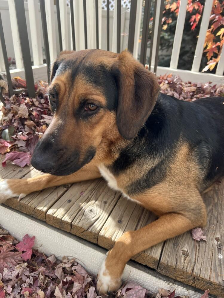 Enlarge Sidney, a Adoptable mixed breed in Boulder, CO image 4/6