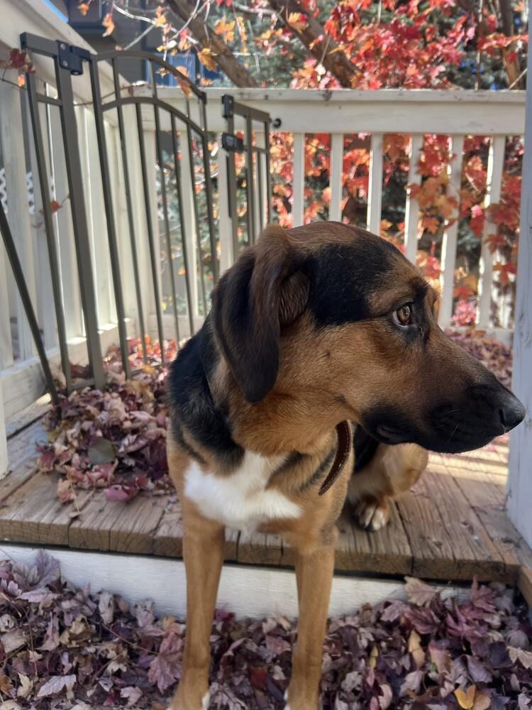 Enlarge Sidney, a Adoptable mixed breed in Boulder, CO image 5/6