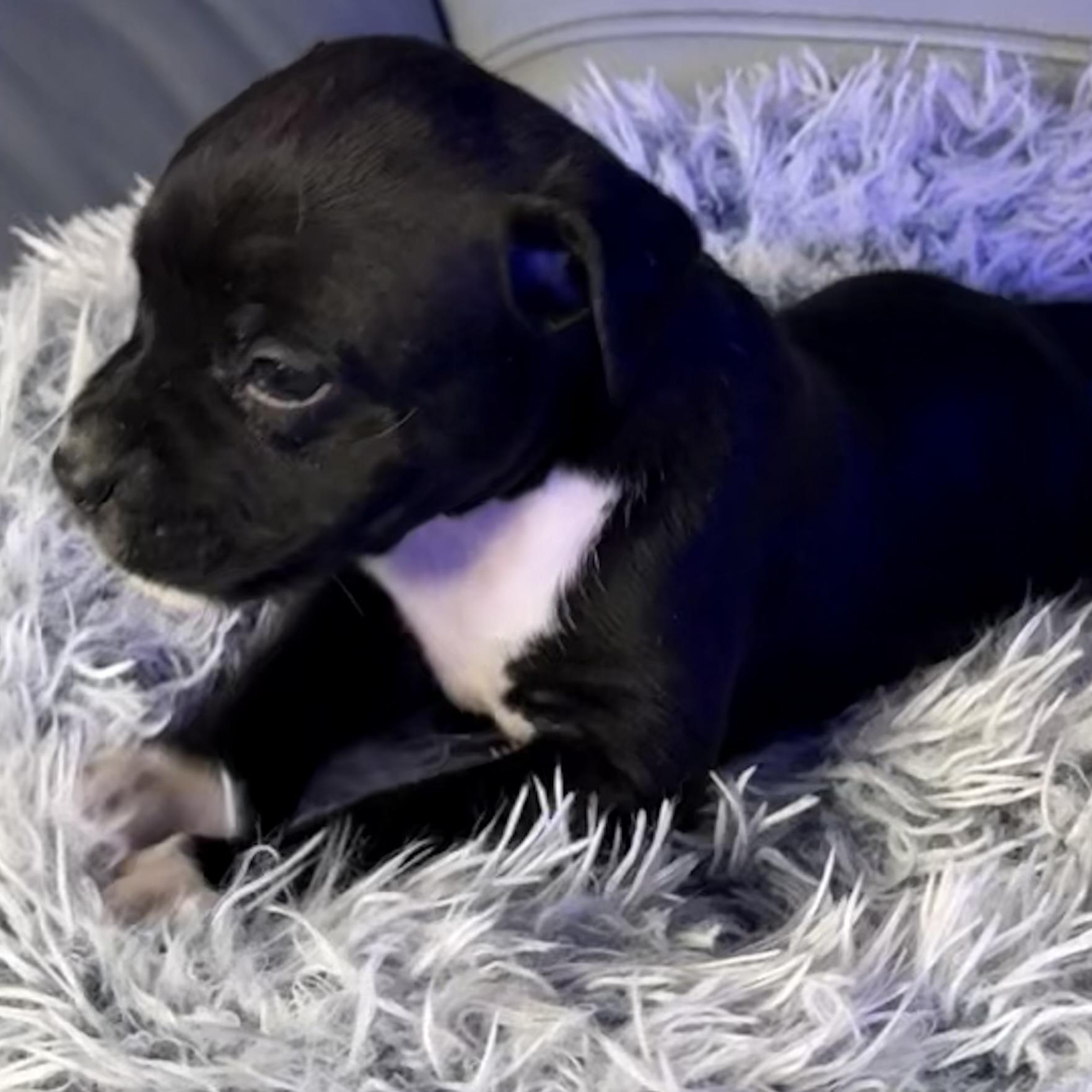 Enlarge Delphine, an adopted mixed breed in Brattleboro, VT image 2/6