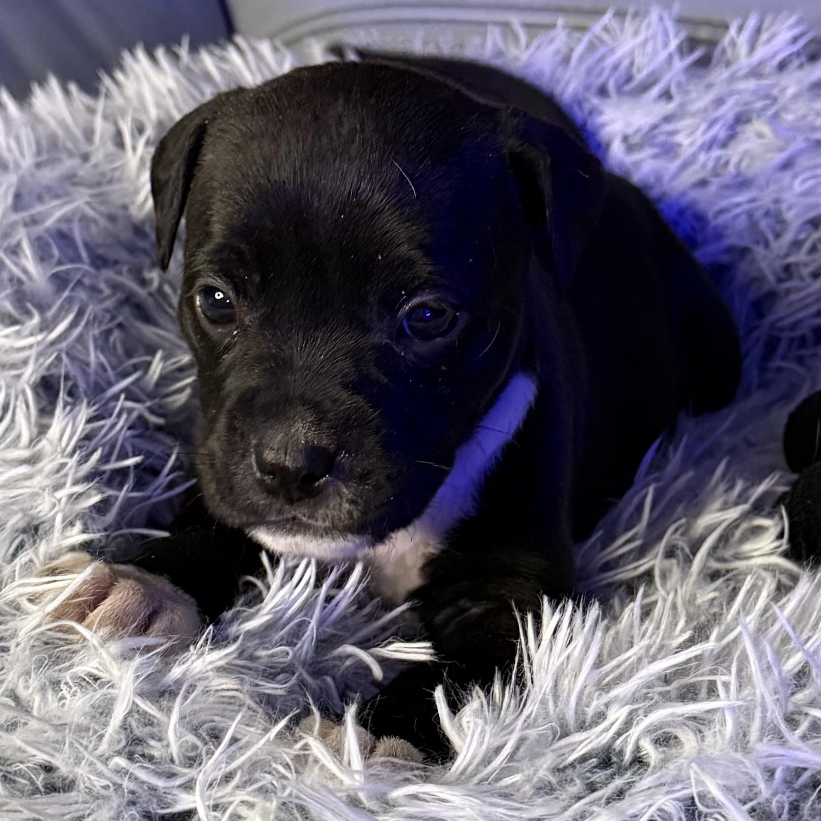 Enlarge Delphine, an adopted mixed breed in Brattleboro, VT image 1/6