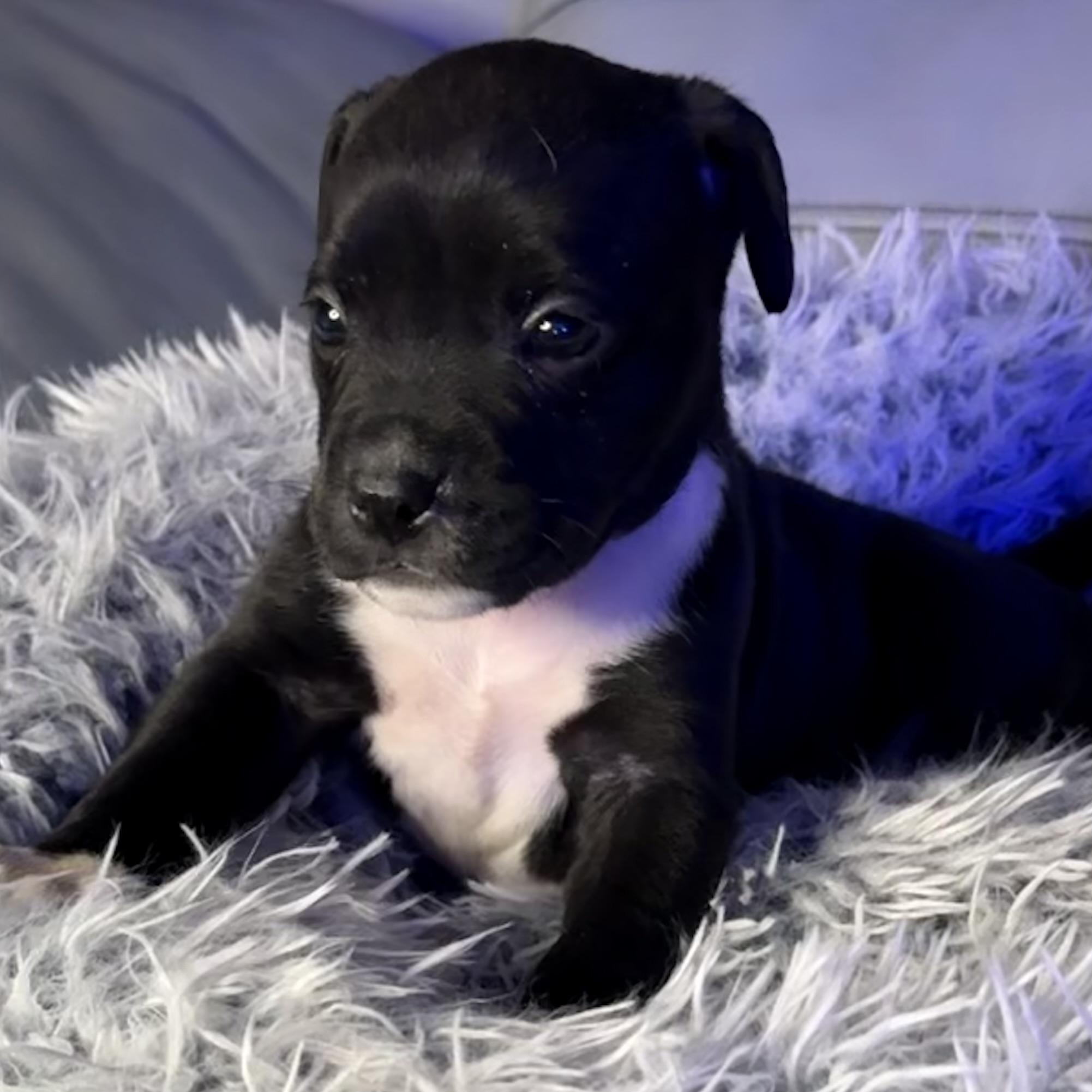 Enlarge Delphine, an adopted mixed breed in Brattleboro, VT image 6/6