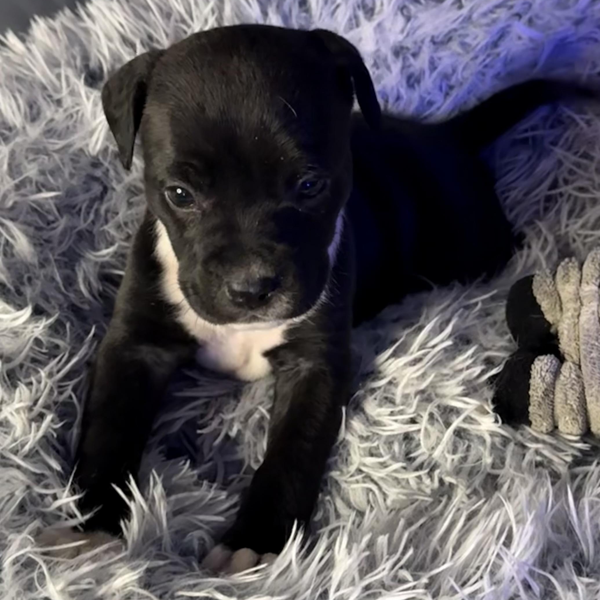 Enlarge Delphine, an adopted mixed breed in Brattleboro, VT image 5/6