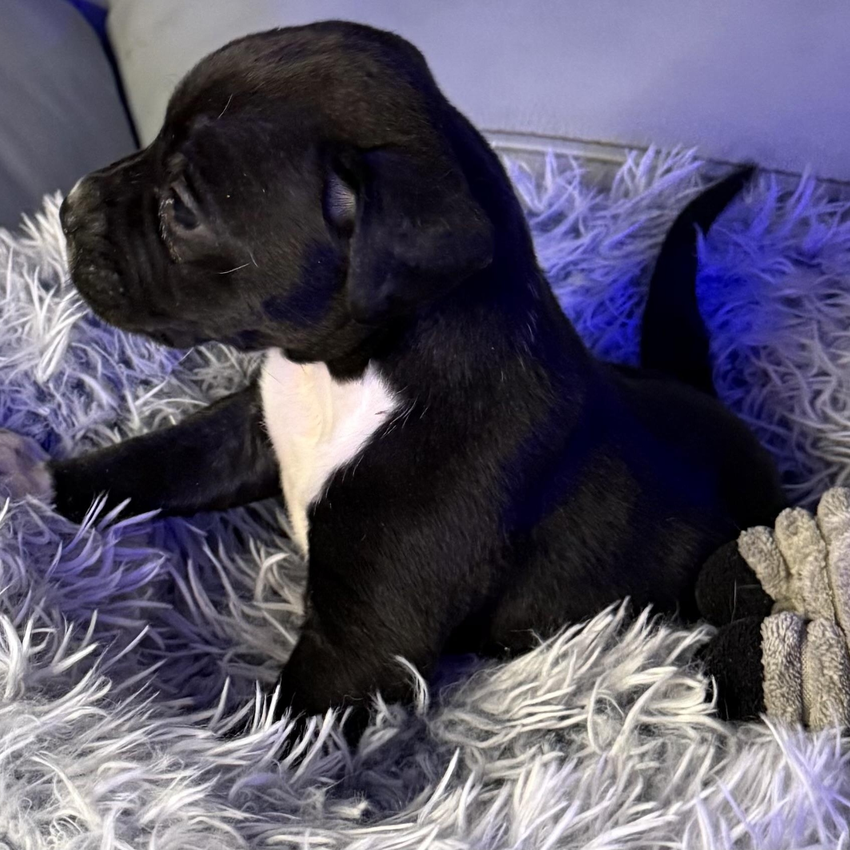 Enlarge Delphine, an adopted mixed breed in Brattleboro, VT image 3/6