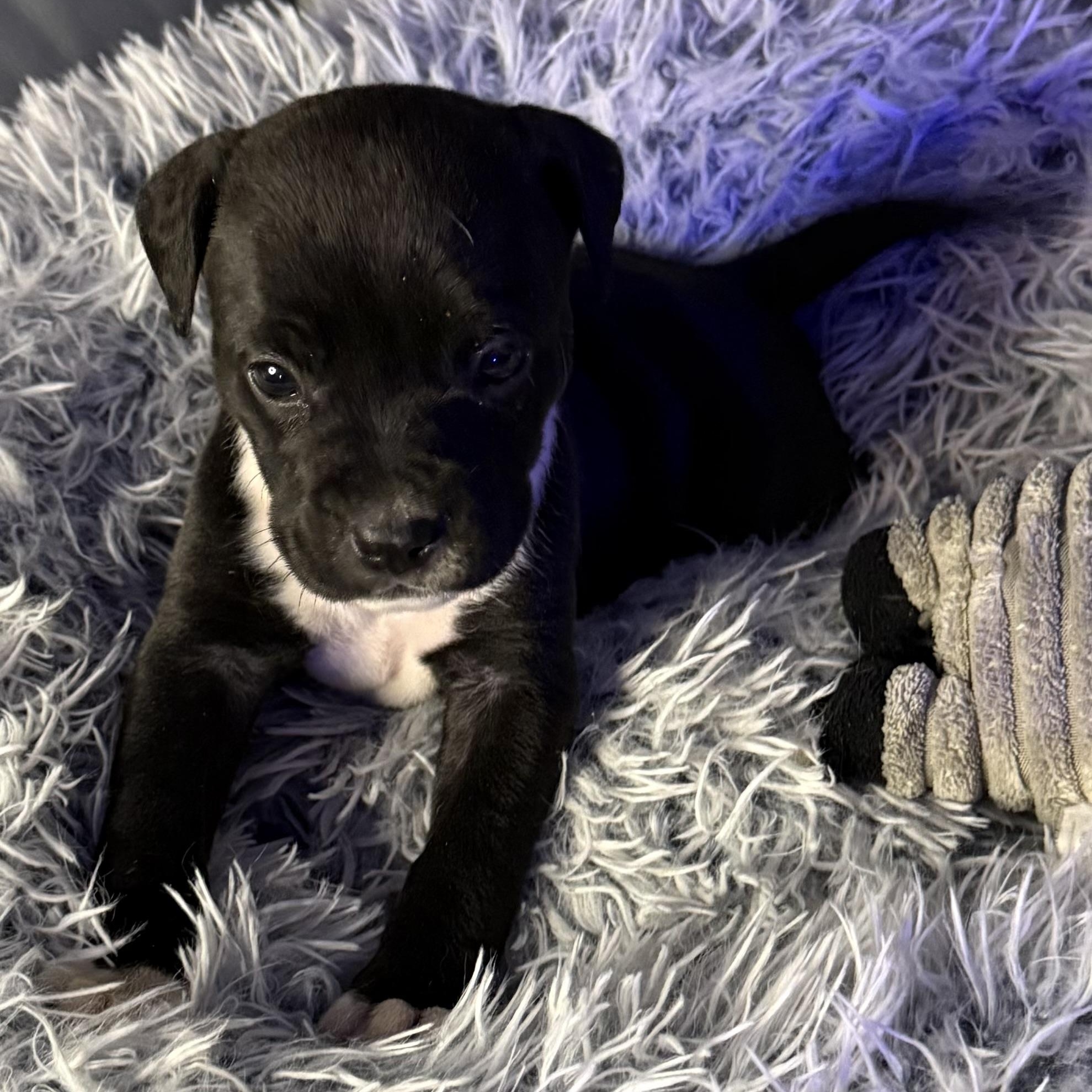 Enlarge Delphine, an adopted mixed breed in Brattleboro, VT image 4/6