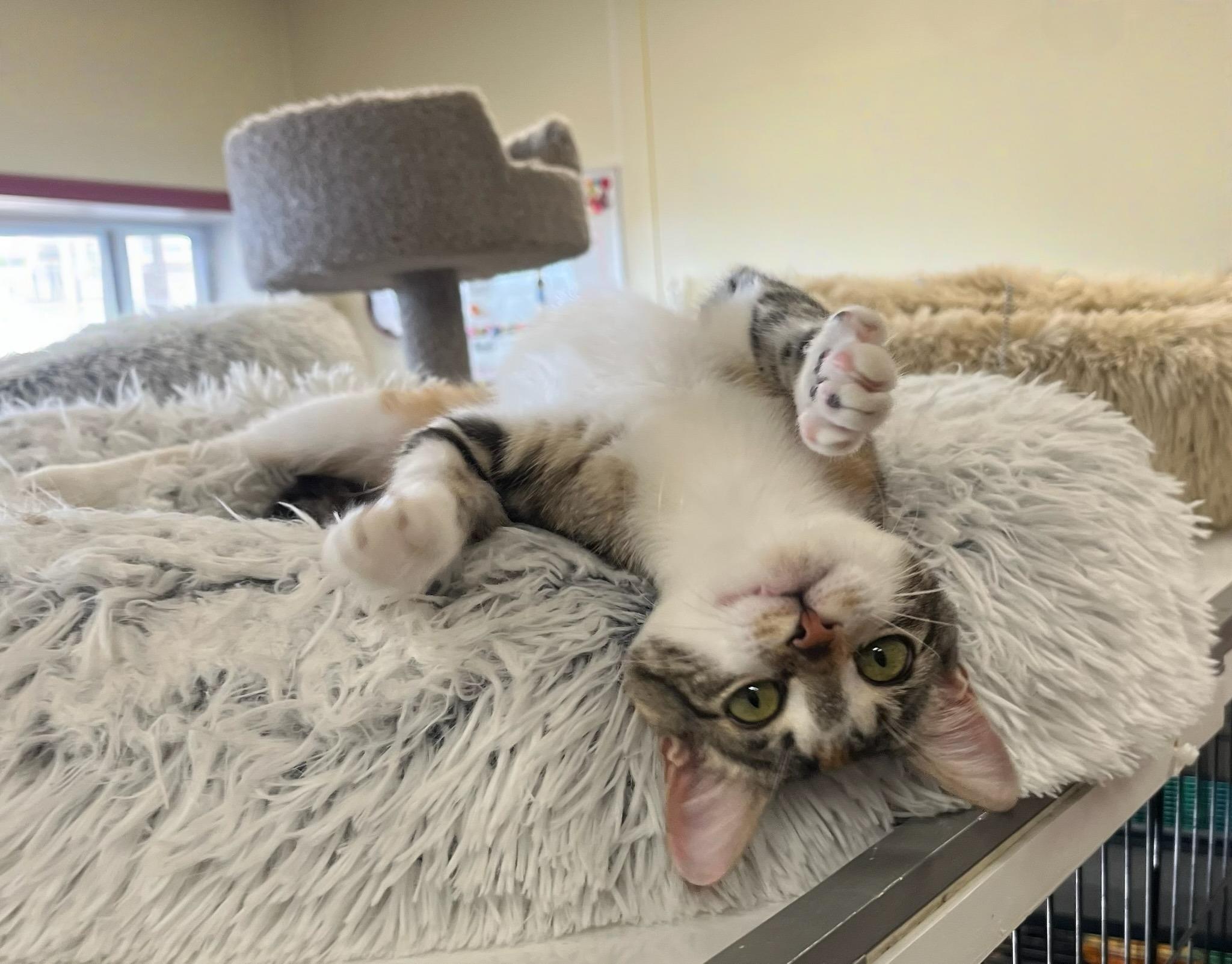 Enlarge  Figgy , an adopted mixed breed in Hillsboro, TX image 2/4