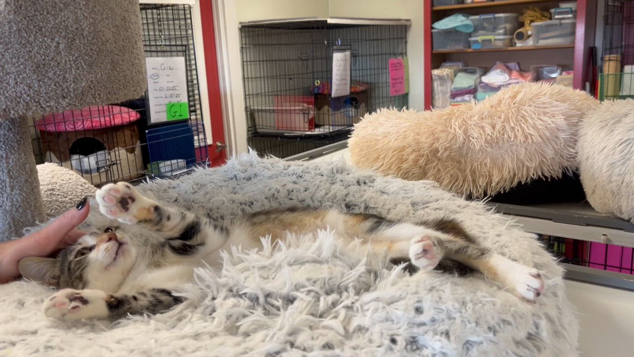 Enlarge  Figgy , an adopted mixed breed in Hillsboro, TX video 1/4