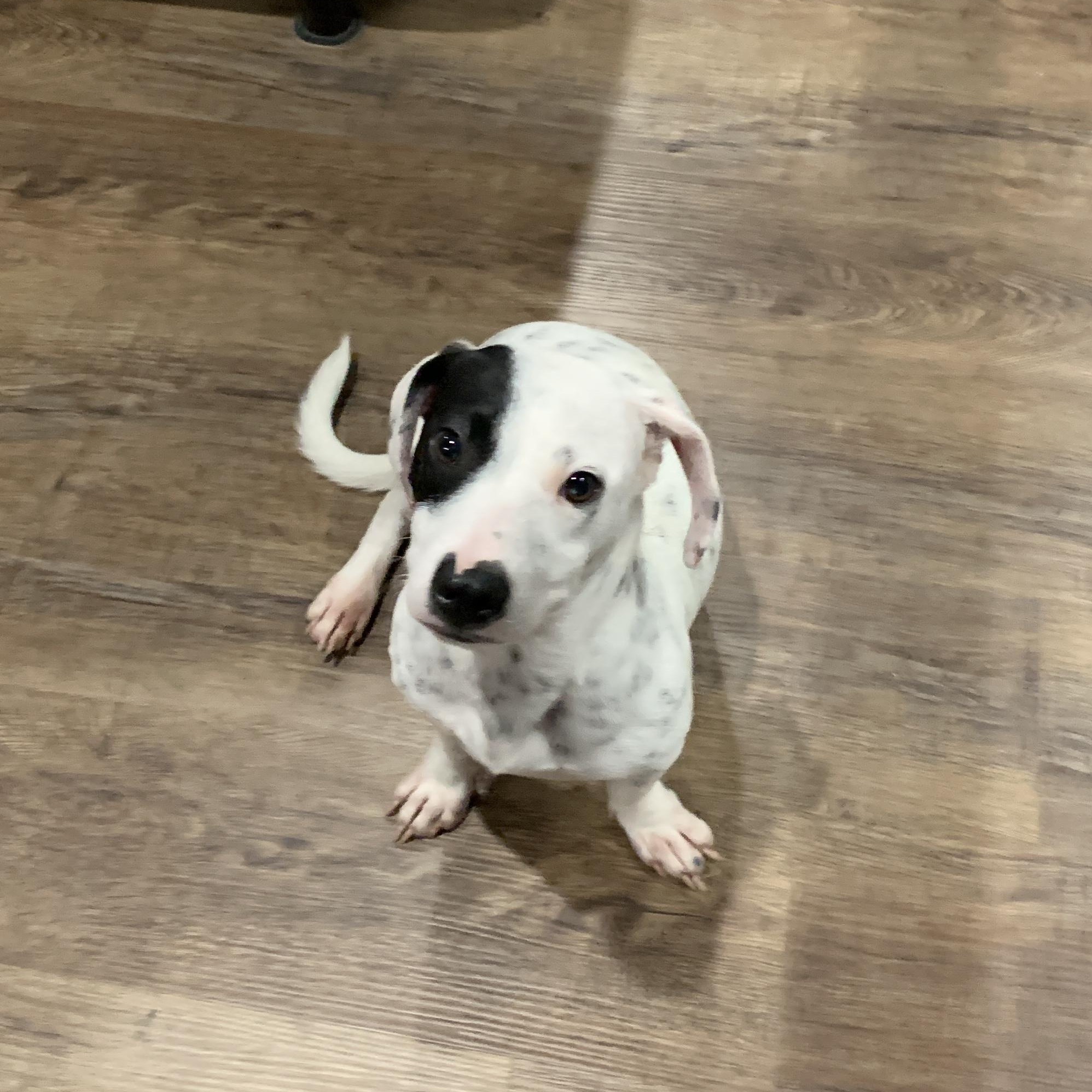 Enlarge Collin, a Adopted mixed breed in Portland, OR image 6/6