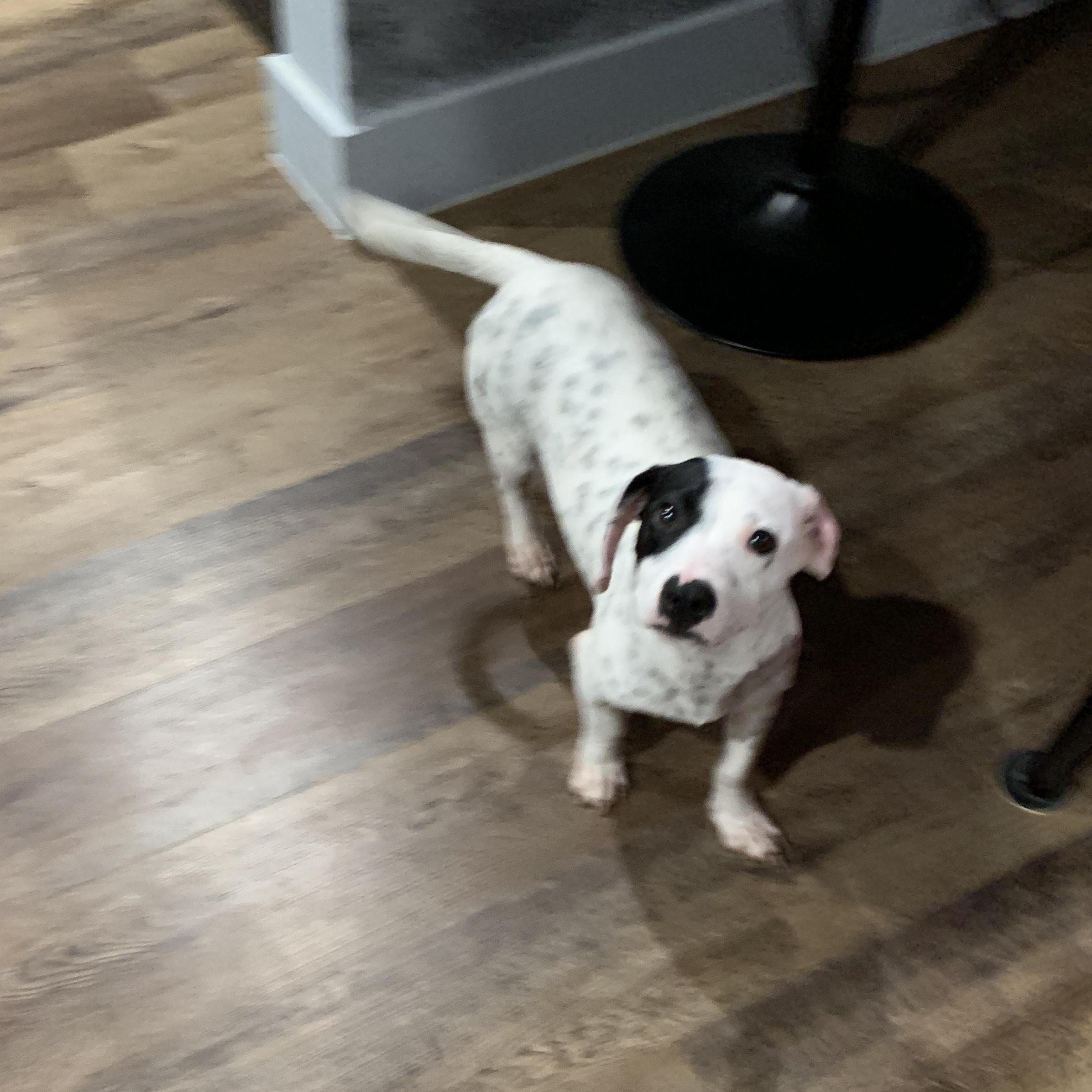 Enlarge Collin, a Adopted mixed breed in Portland, OR image 1/6