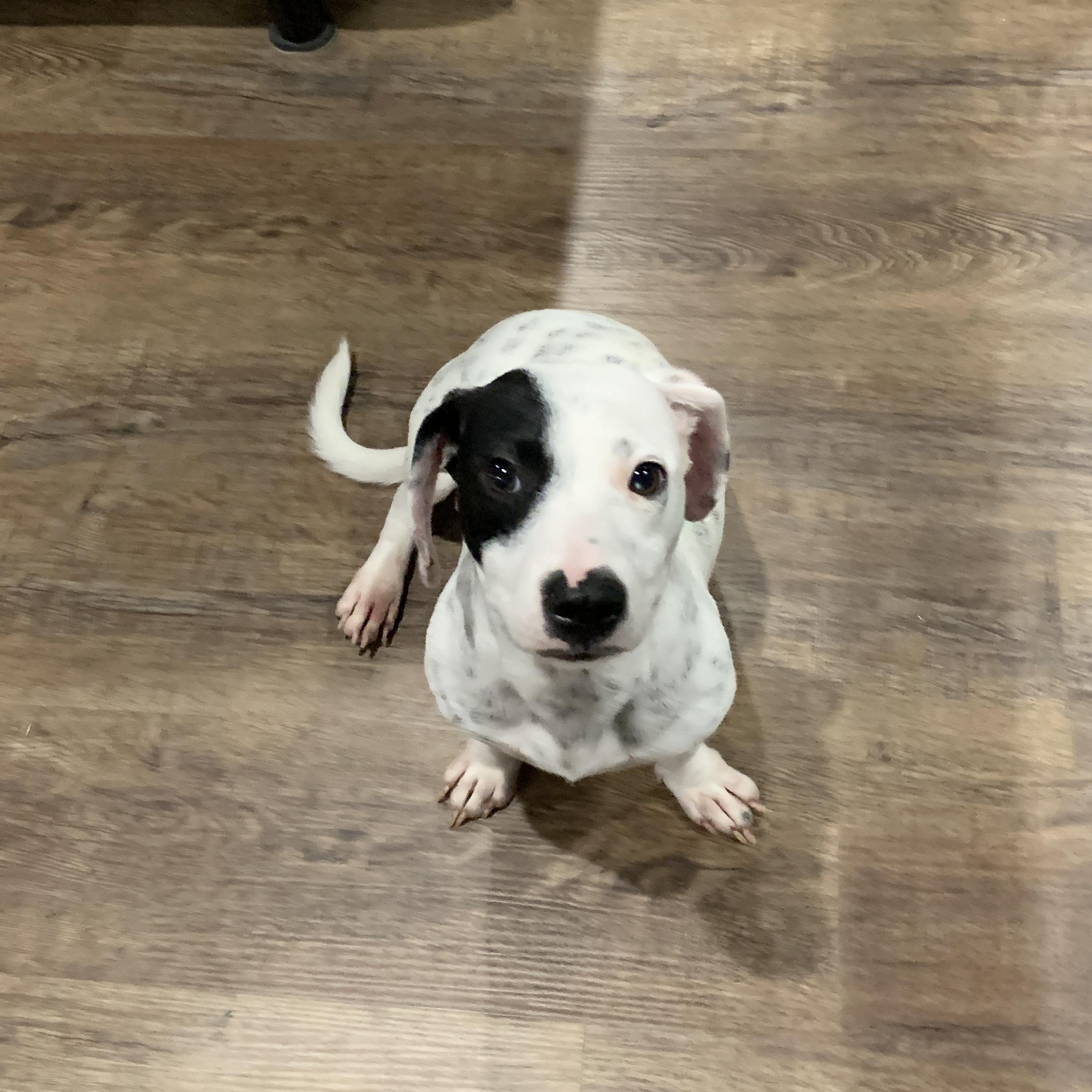 Enlarge Collin, a Adopted mixed breed in Portland, OR image 5/6