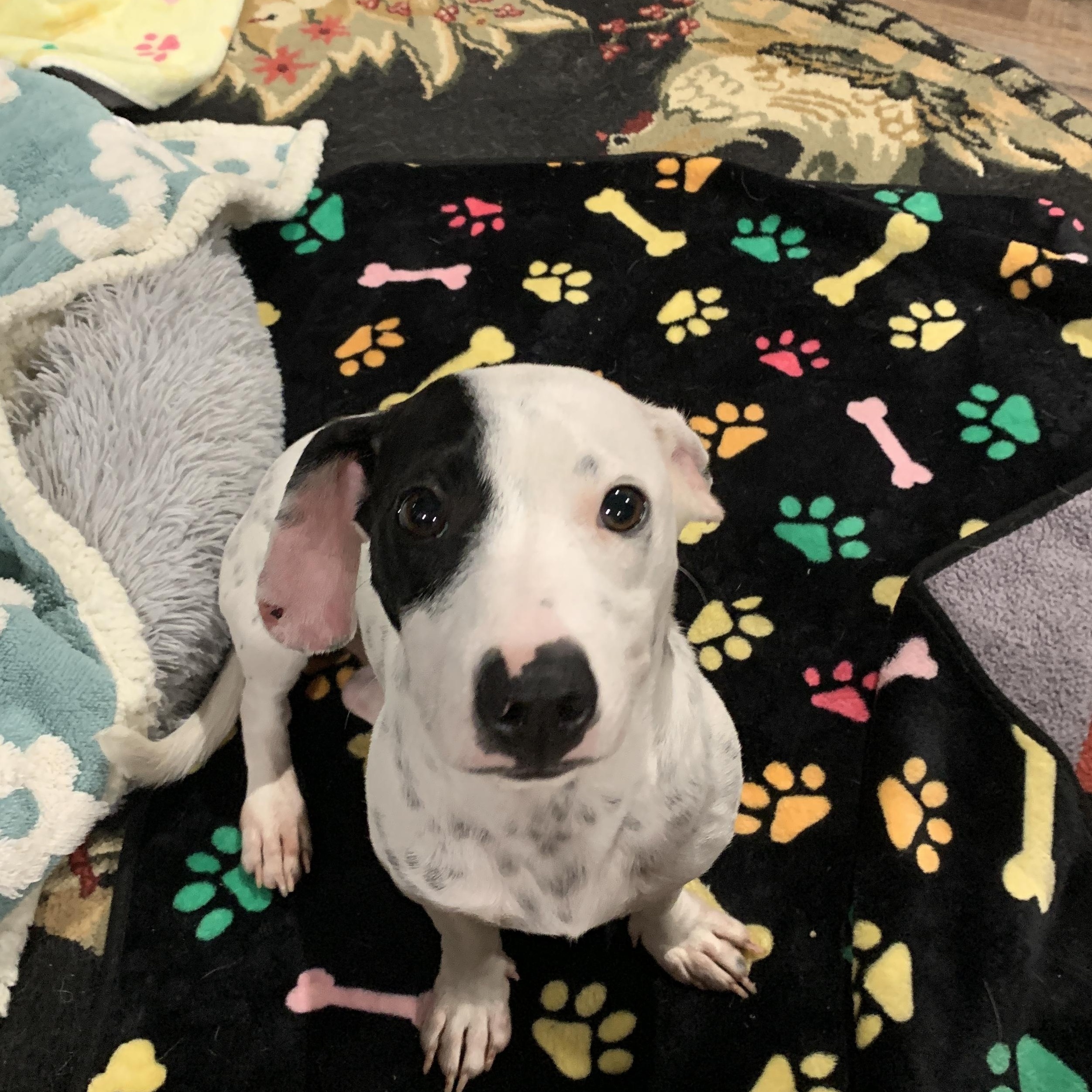 Enlarge Collin, a Adopted mixed breed in Portland, OR image 3/6