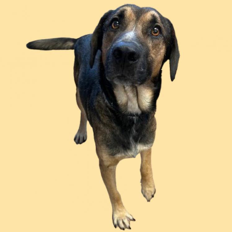 William, Adoptable, Senior Male Shepherd & Hound.