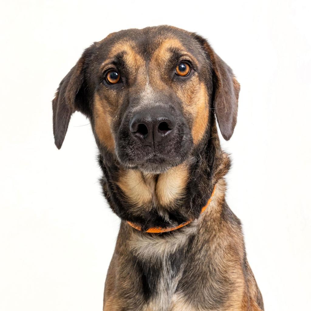 Enlarge William, a Adoptable mixed breed in Tuscaloosa, AL image 2/2