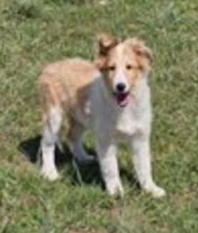 Peanut, adopted, Young Male Shetland Sheepdog / Sheltie.